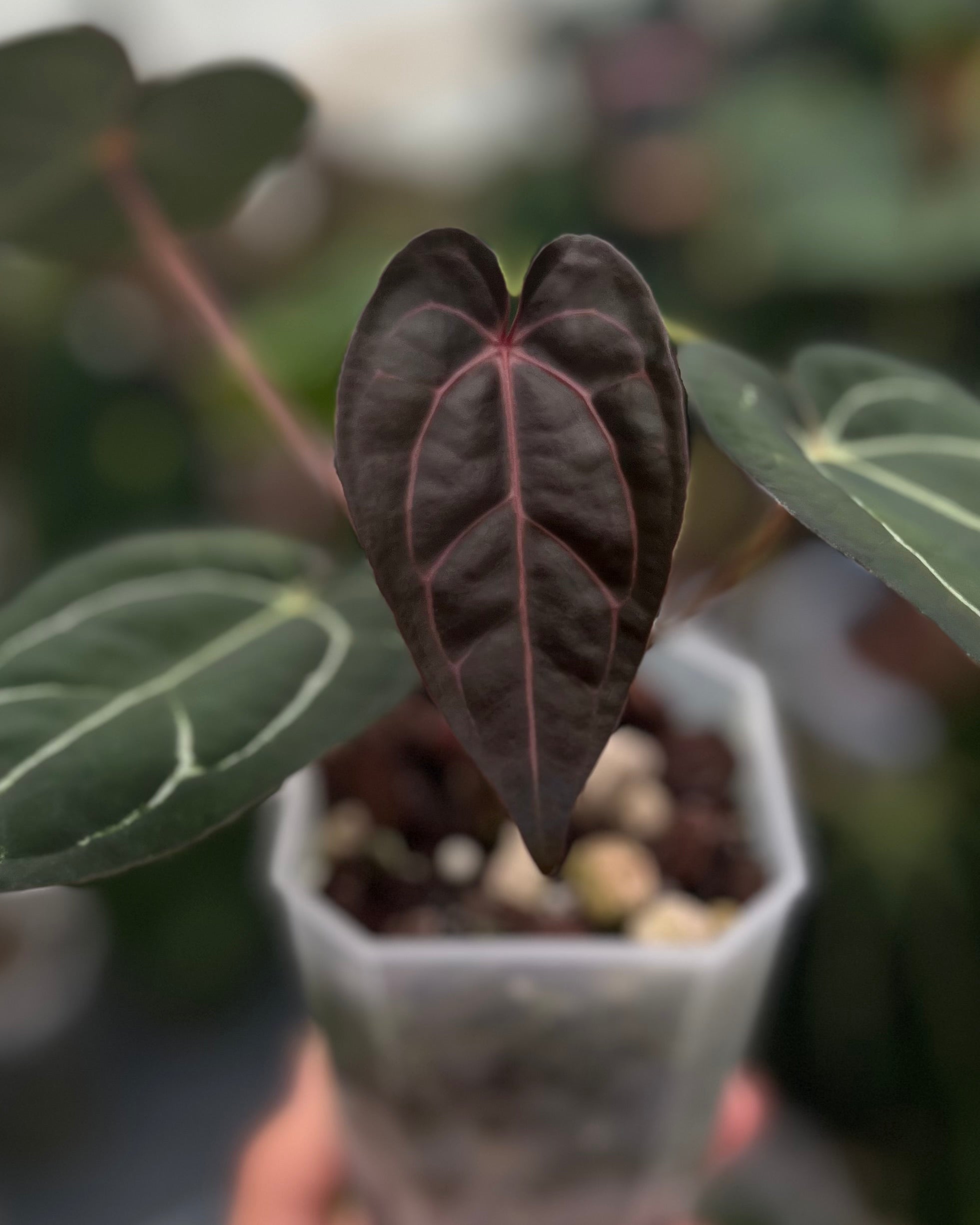 Anthurium (Black Widow x Michelle) x carlablackiae OG5