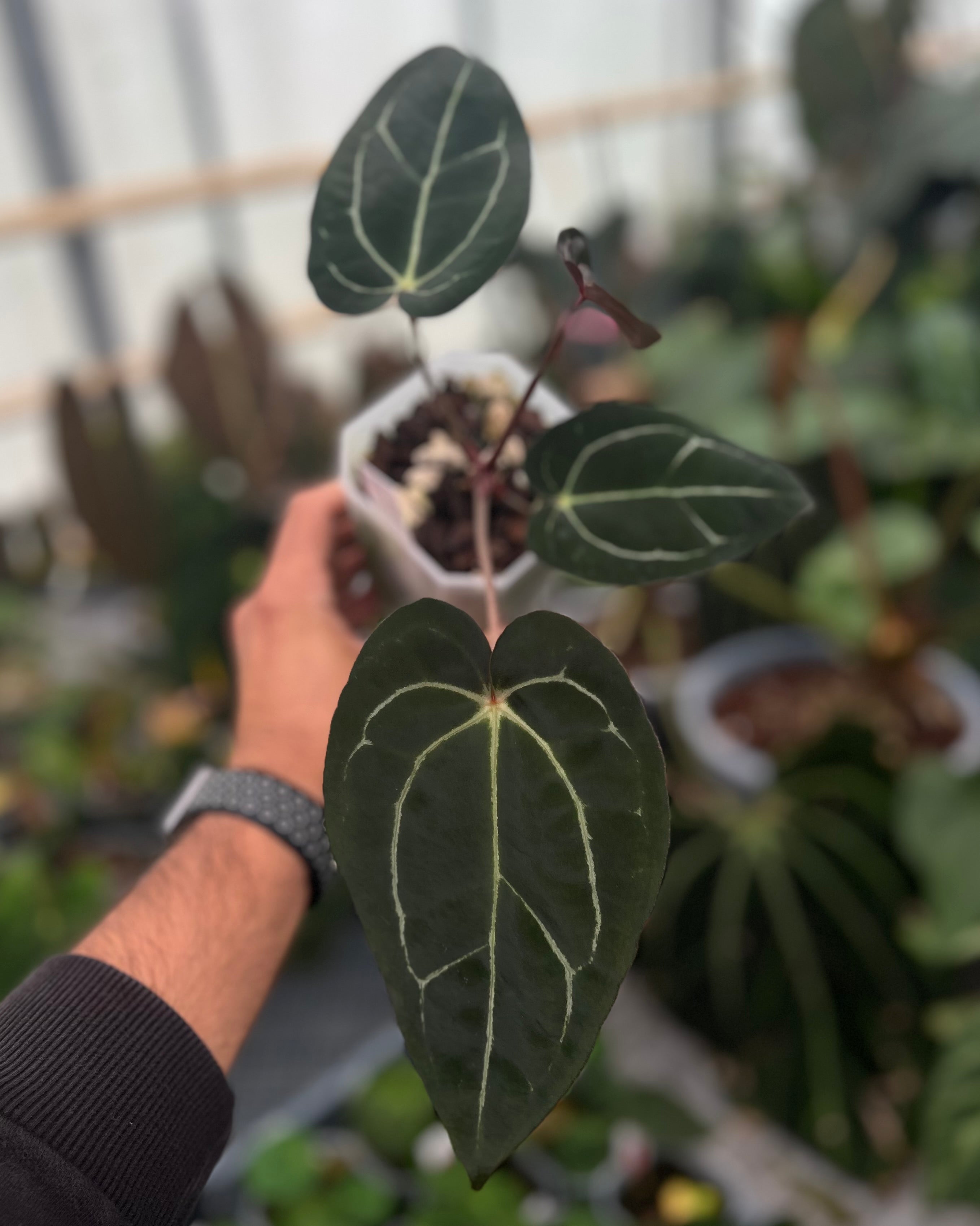 Anthurium (Black Widow x Michelle) x carlablackiae OG5