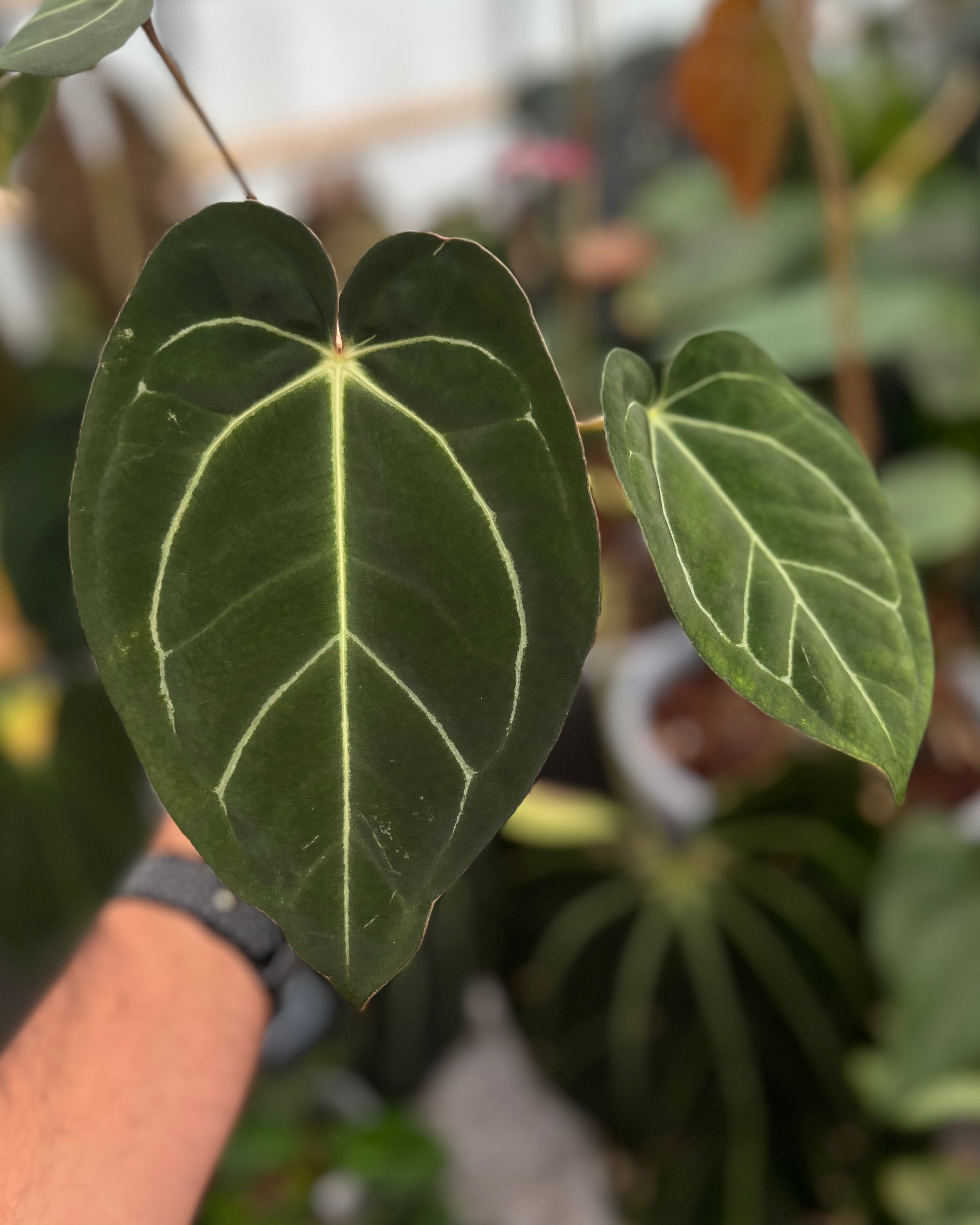 Anthurium (Black Widow x Michelle) x carlablackiae OG5