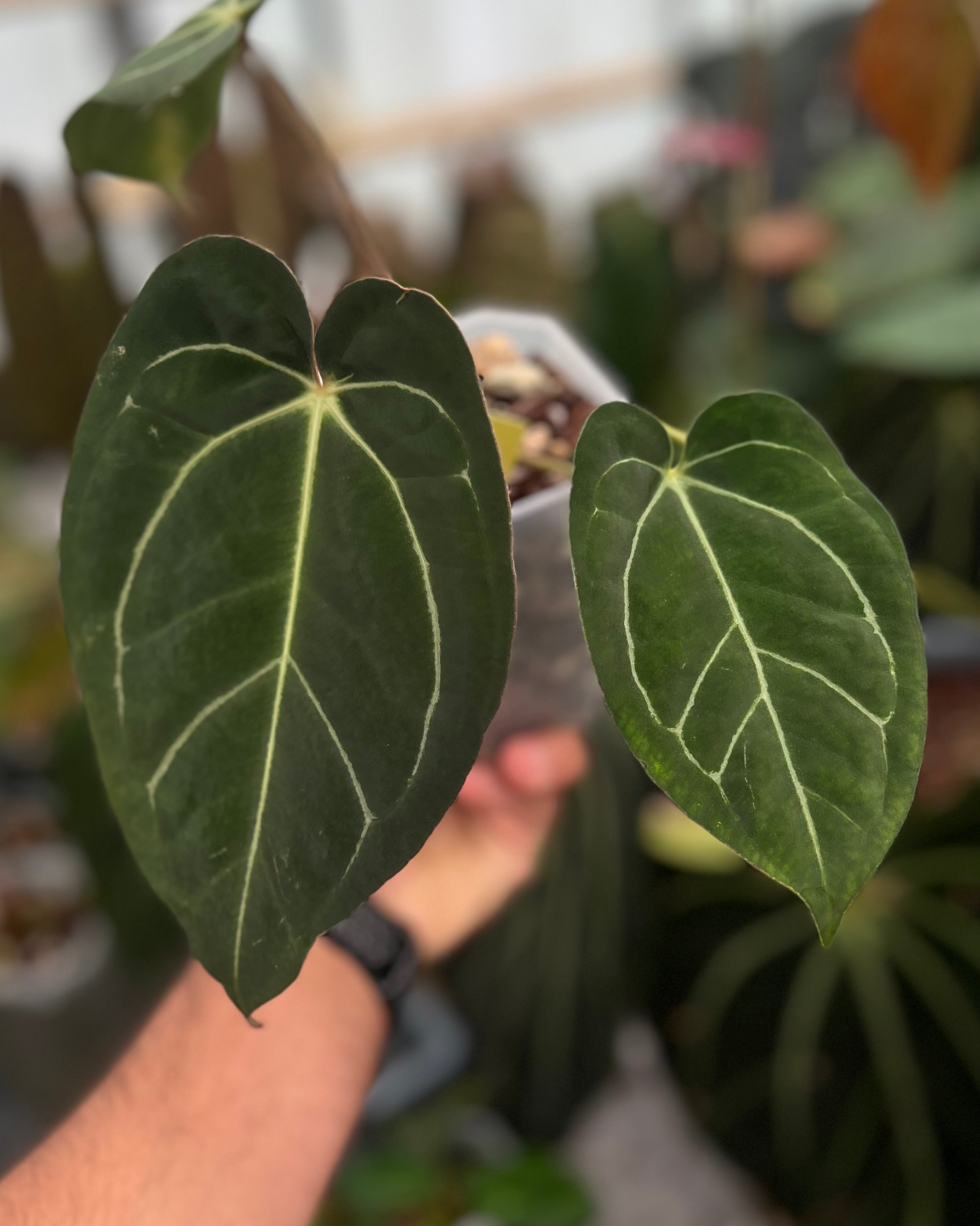 Anthurium (Black Widow x Michelle) x carlablackiae OG5