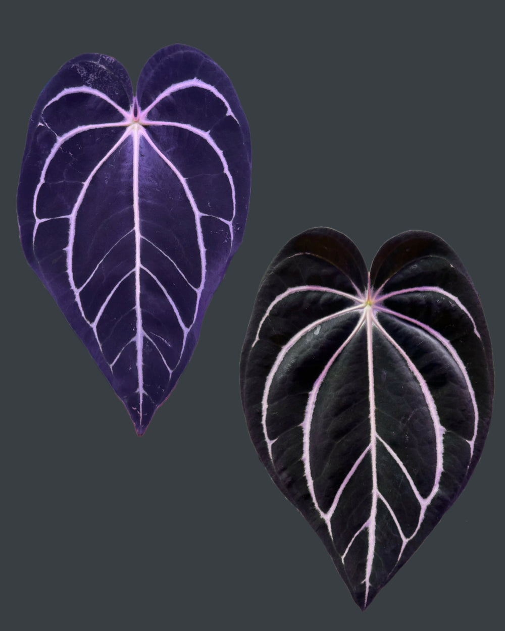 Anthurium carlablackiae OG1 x (RA5x10)