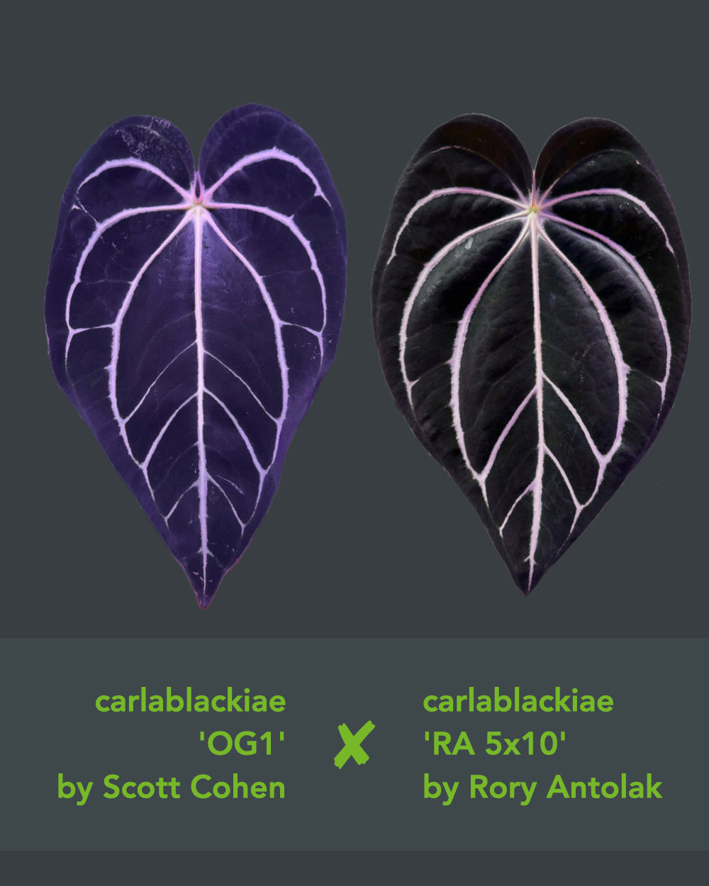 Anthurium carlablackiae OG1 x (RA5x10)