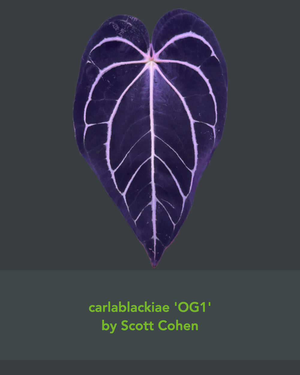 Anthurium carlablackiae OG1 x (RA5x10)