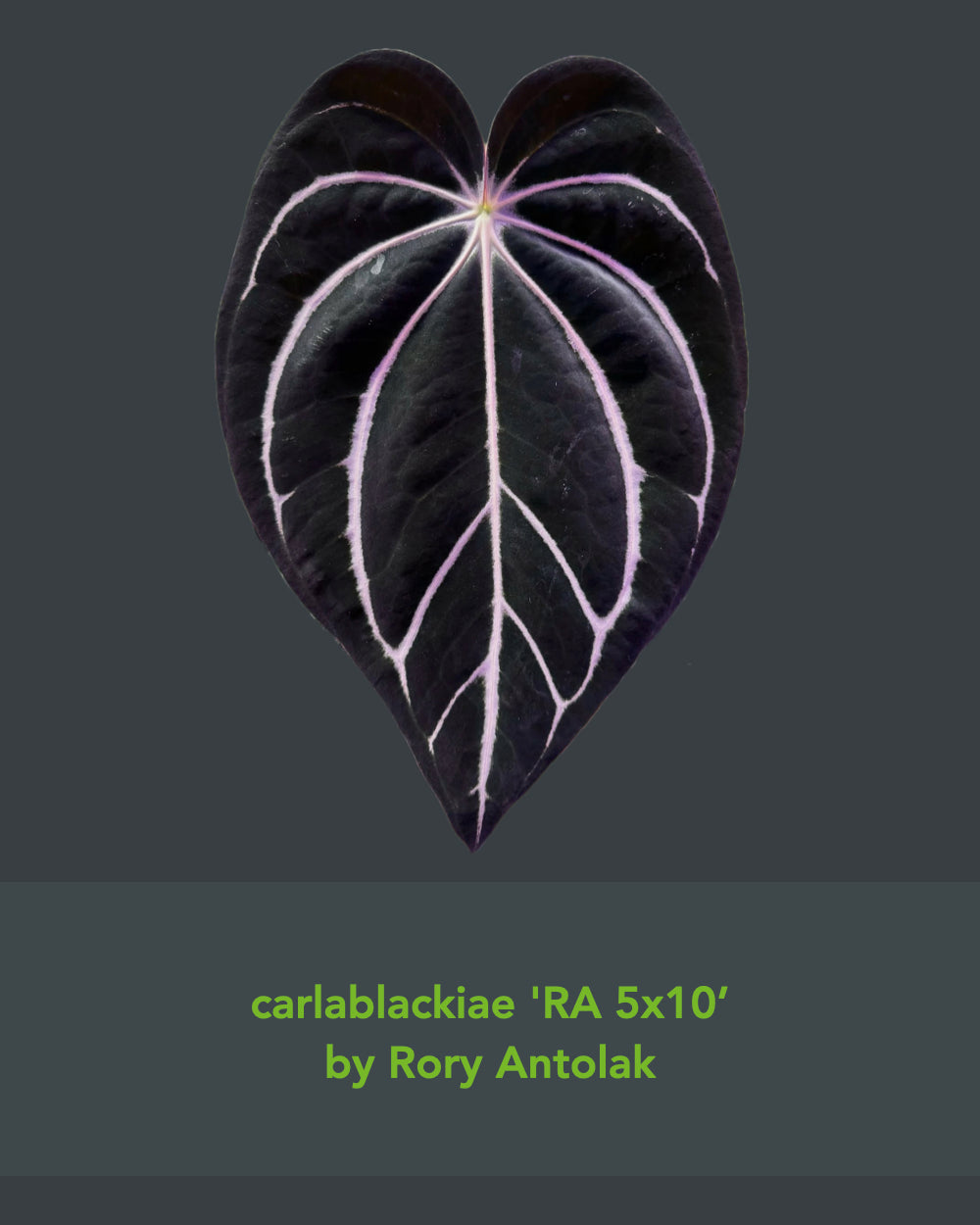 Anthurium carlablackiae OG1 x (RA5x10)