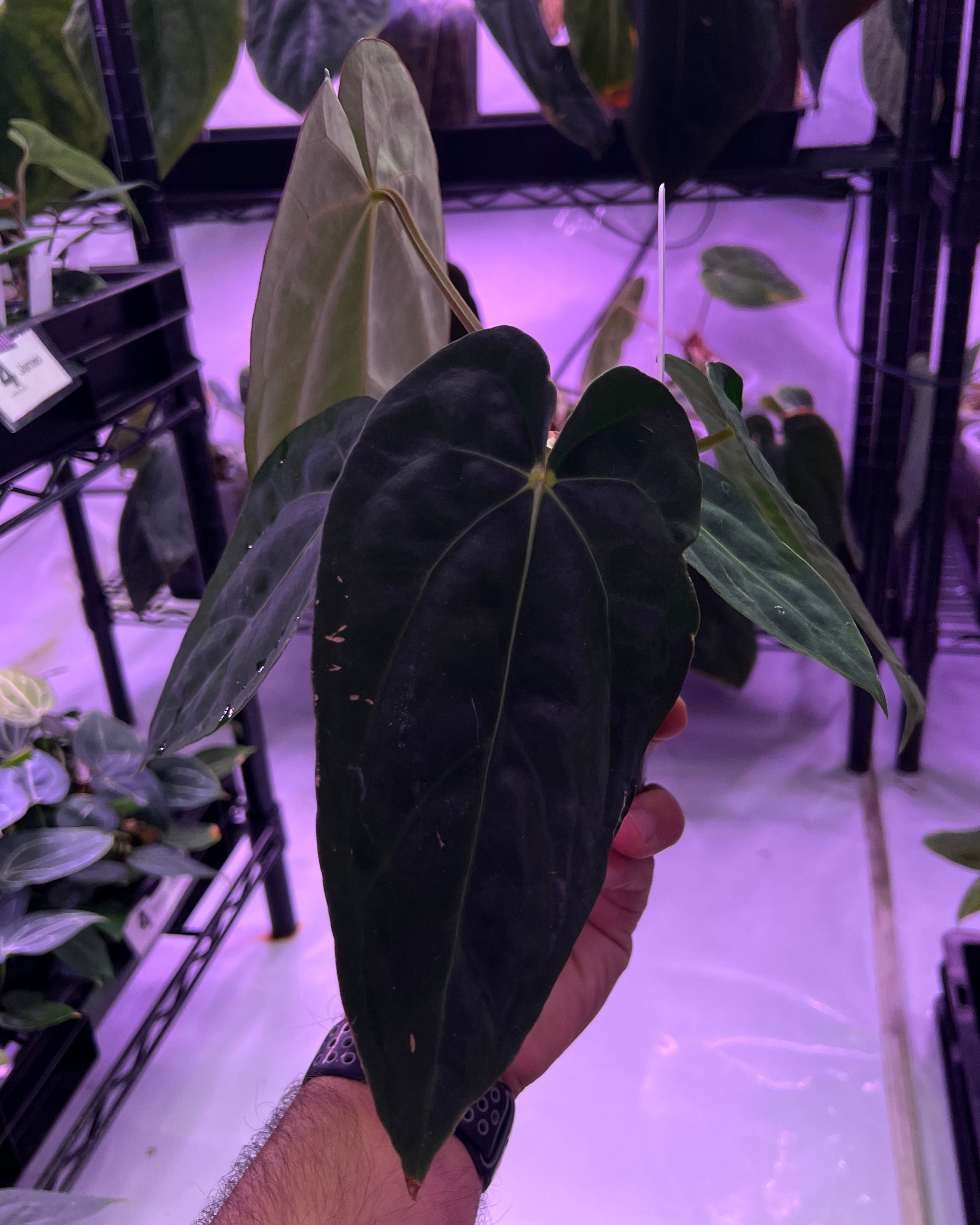 Anthurium dressleri NSE x carlablackiae RA8