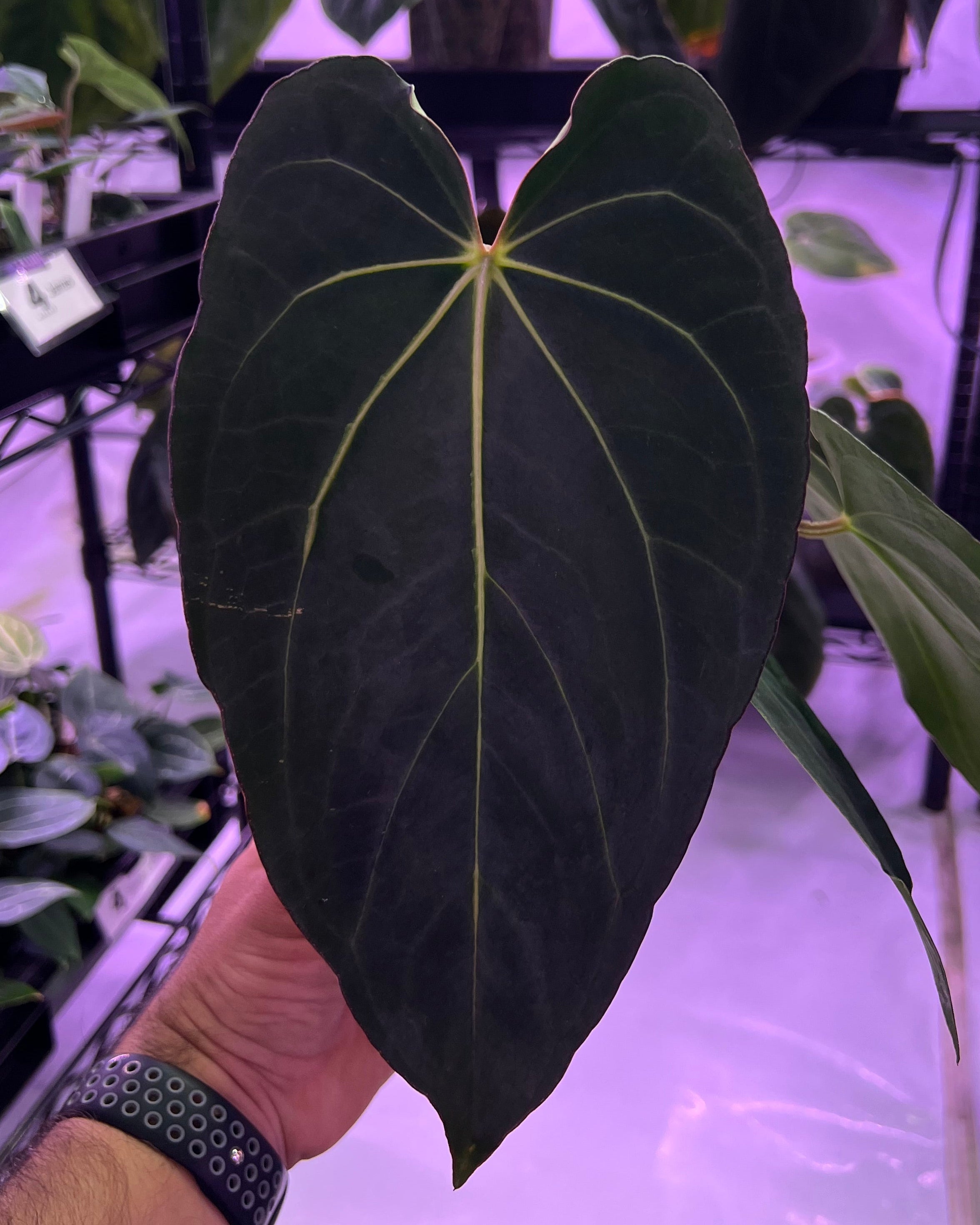 Anthurium dressleri NSE x carlablackiae RA8