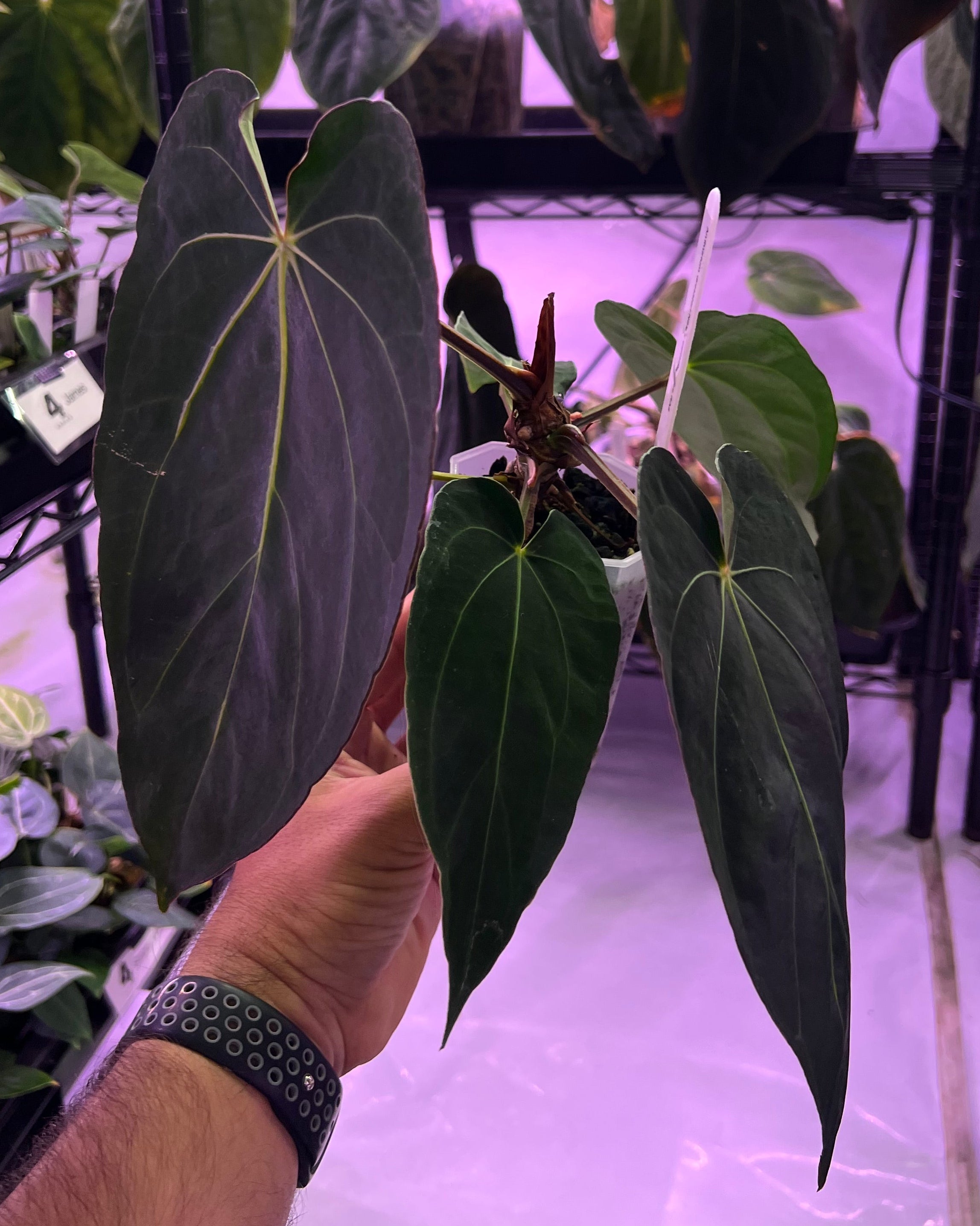 Anthurium dressleri NSE x carlablackiae RA8