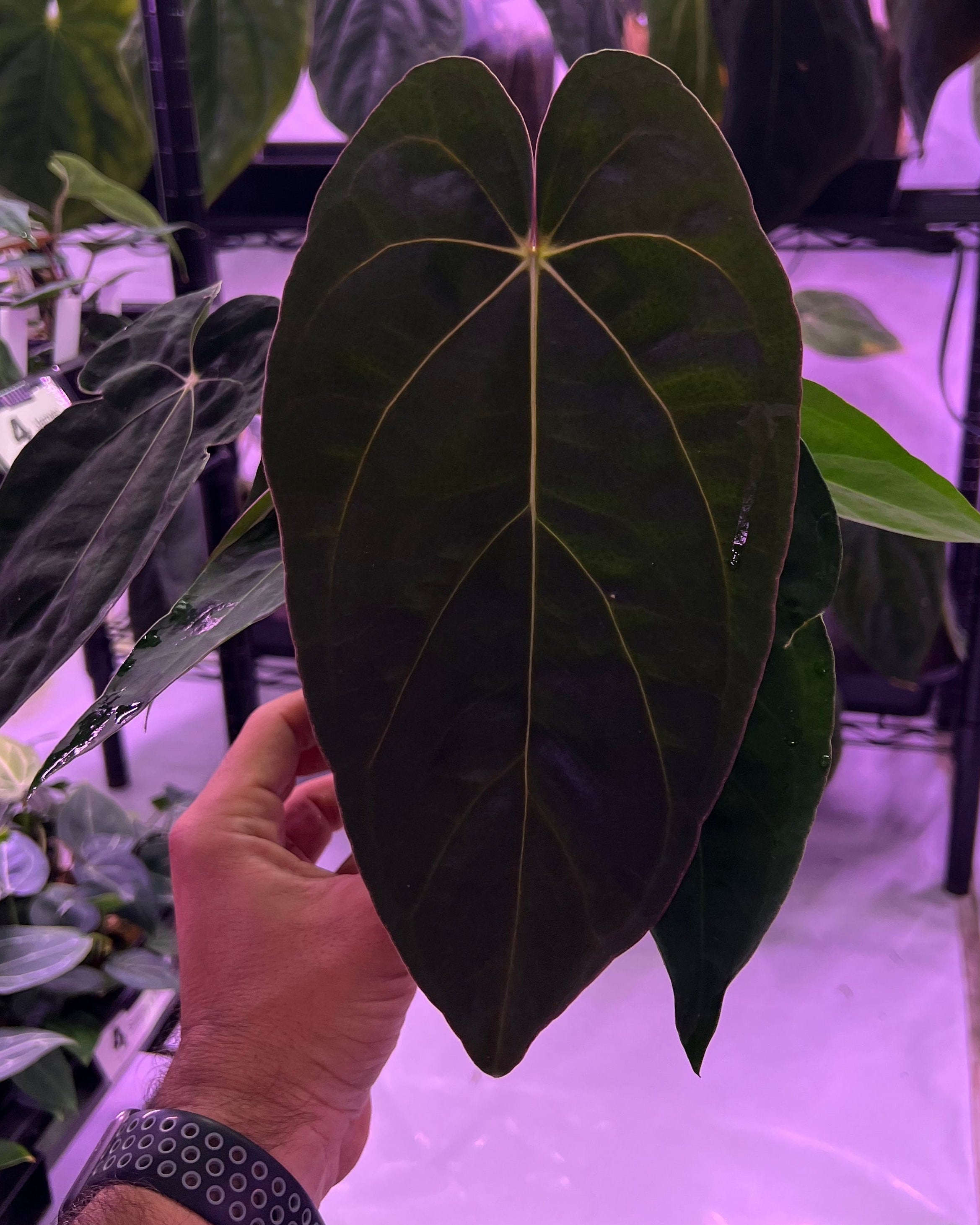 Anthurium dressleri NSE x carlablackiae RA8 (two plants in one pot?)