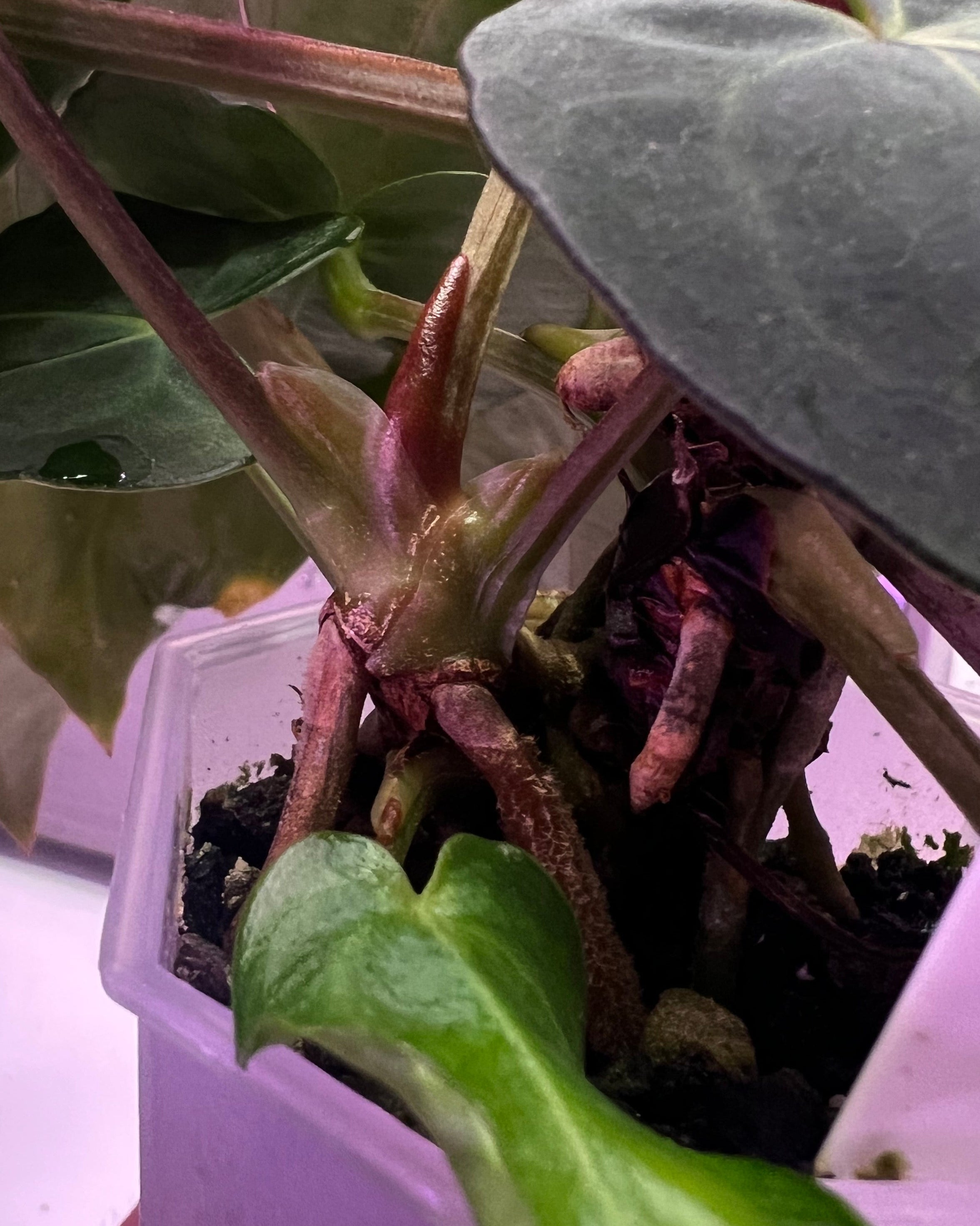 Anthurium dressleri NSE x carlablackiae RA8 (two plants in one pot?)