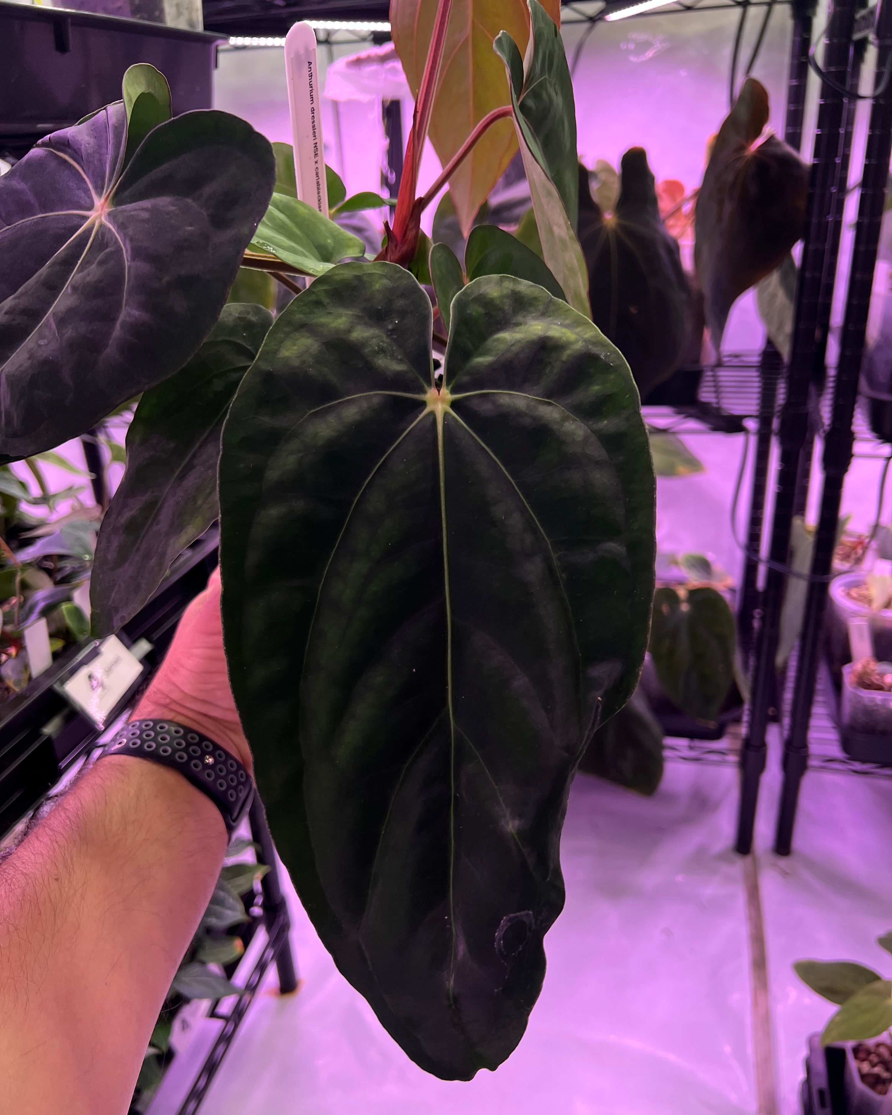 Anthurium dressleri NSE x carlablackiae RA8 (two plants in one pot?)
