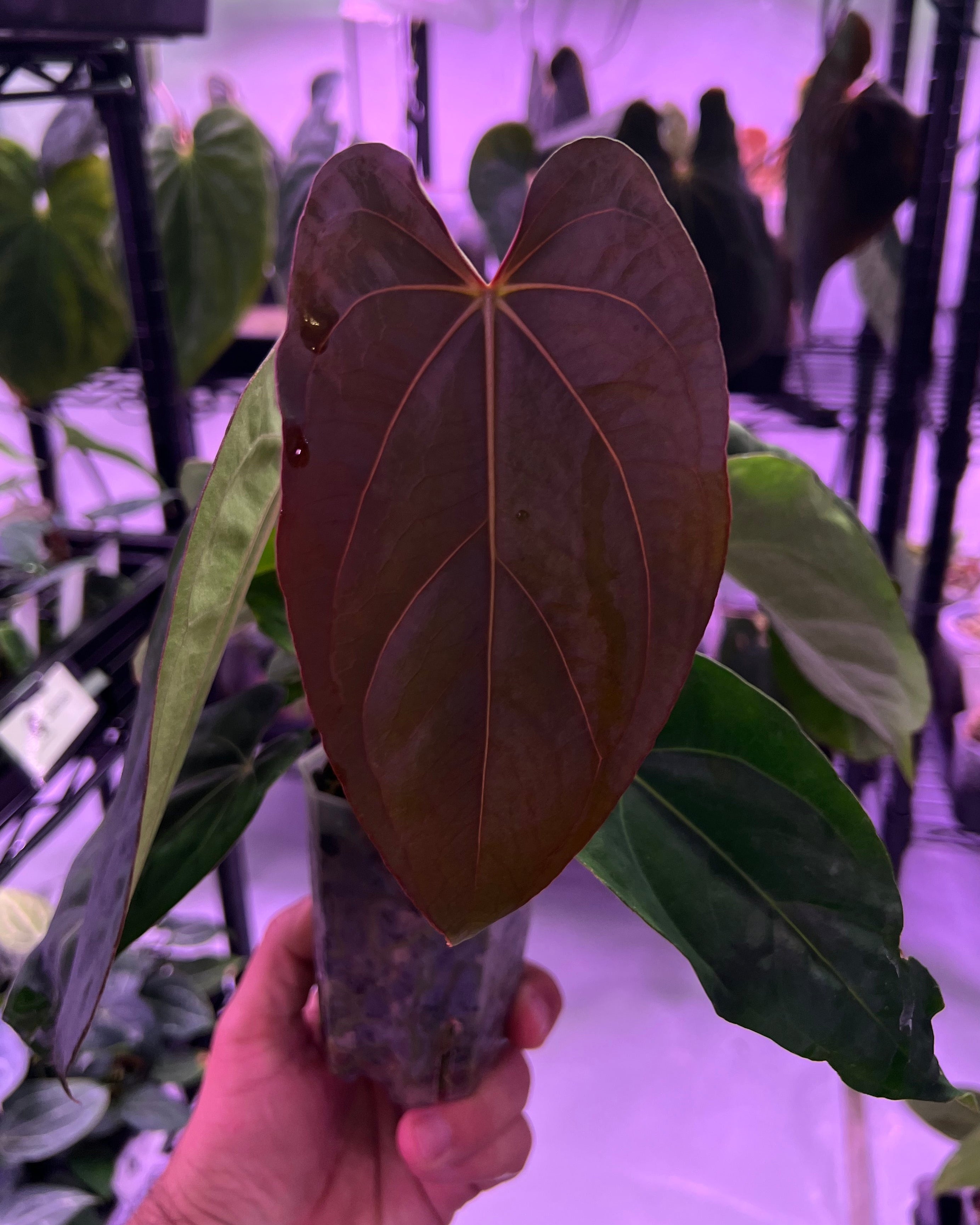 Anthurium dressleri NSE x carlablackiae RA8 (two plants in one pot?)