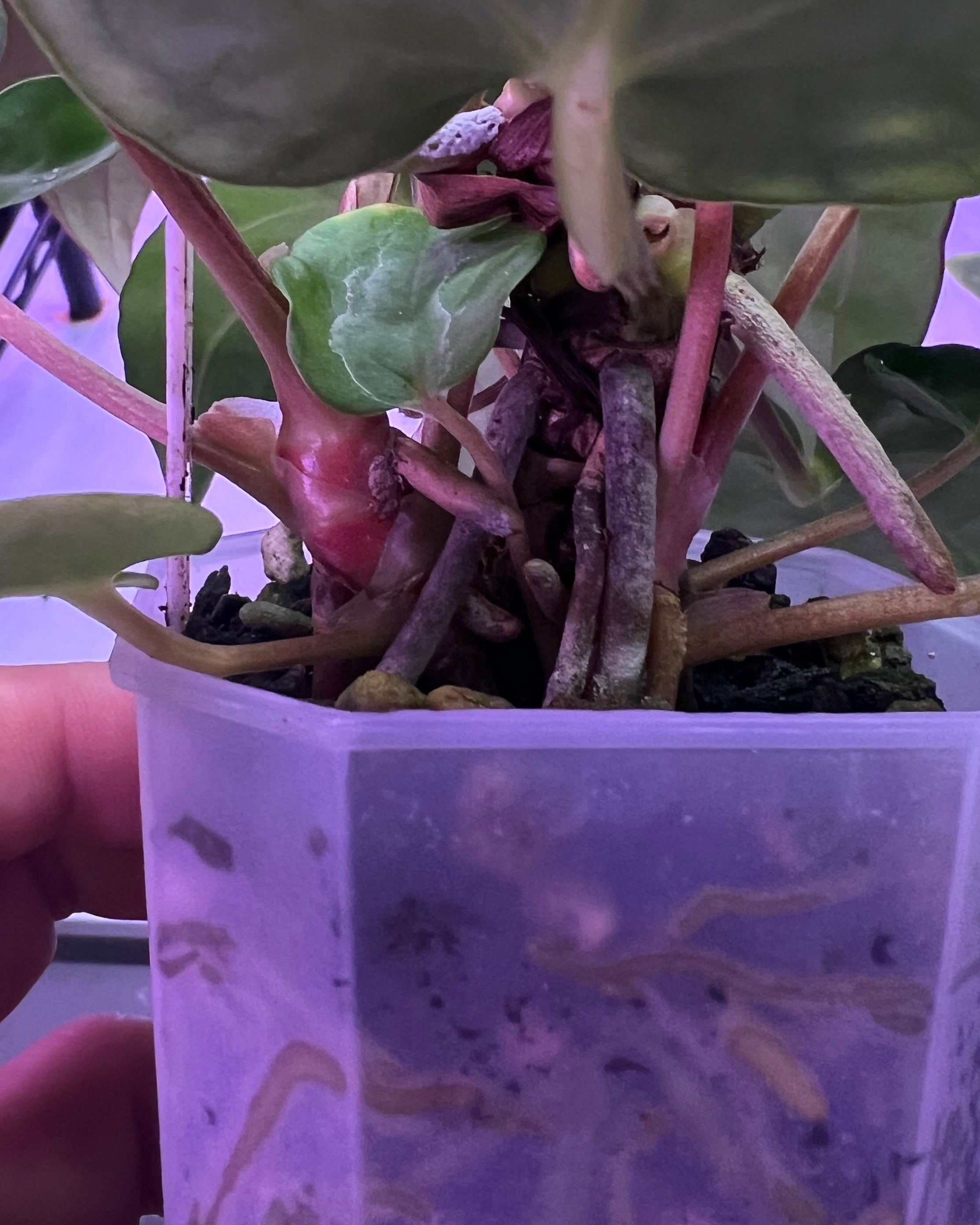 Anthurium dressleri NSE x carlablackiae RA8 (two plants in one pot?)