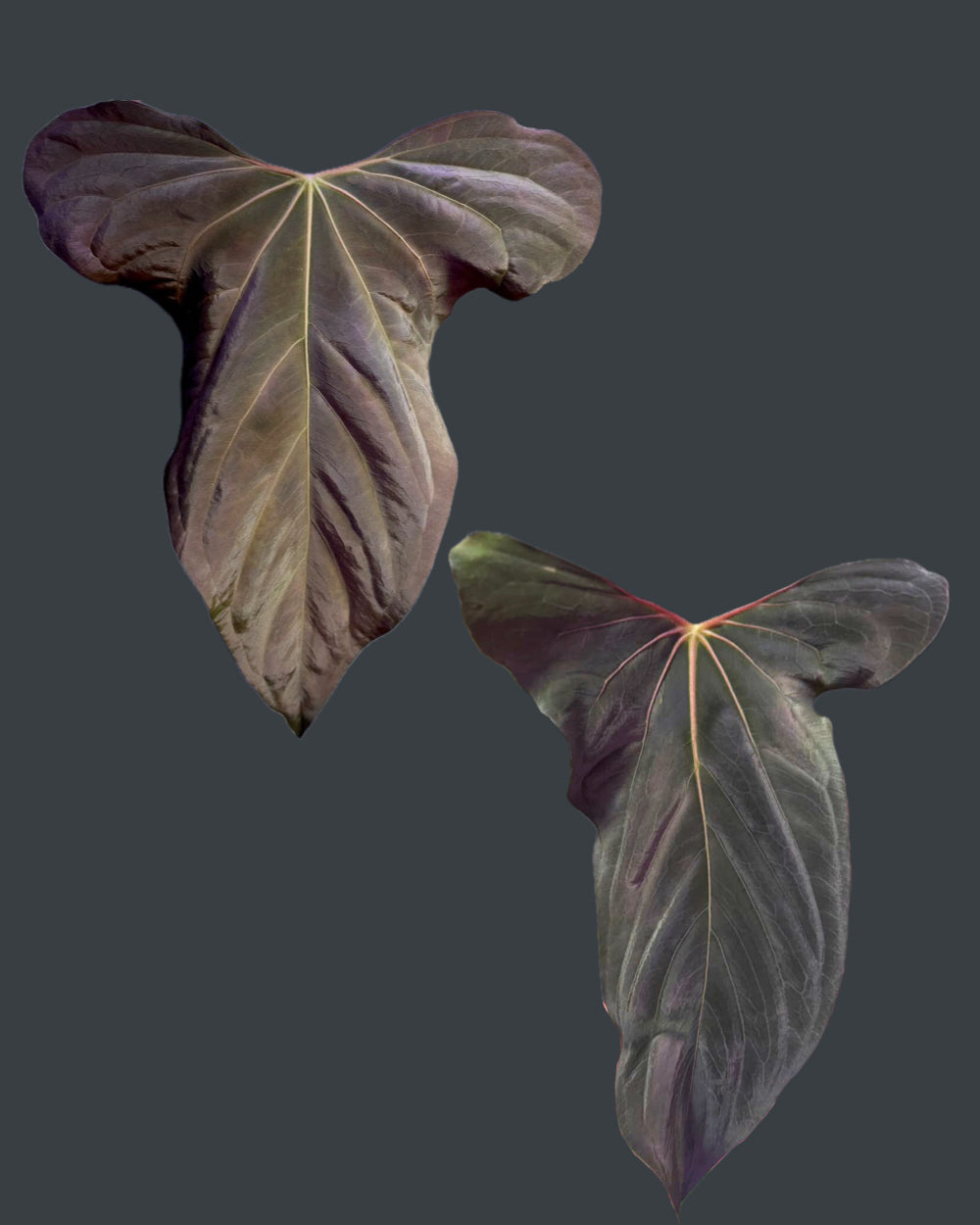 Anthurium sp. nov DF x papillilaminum Ralph Lynam S1