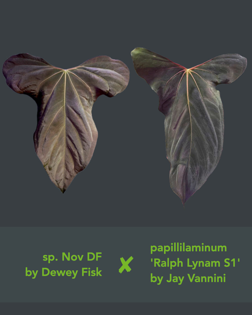 Anthurium sp. nov DF x papillilaminum Ralph Lynam S1
