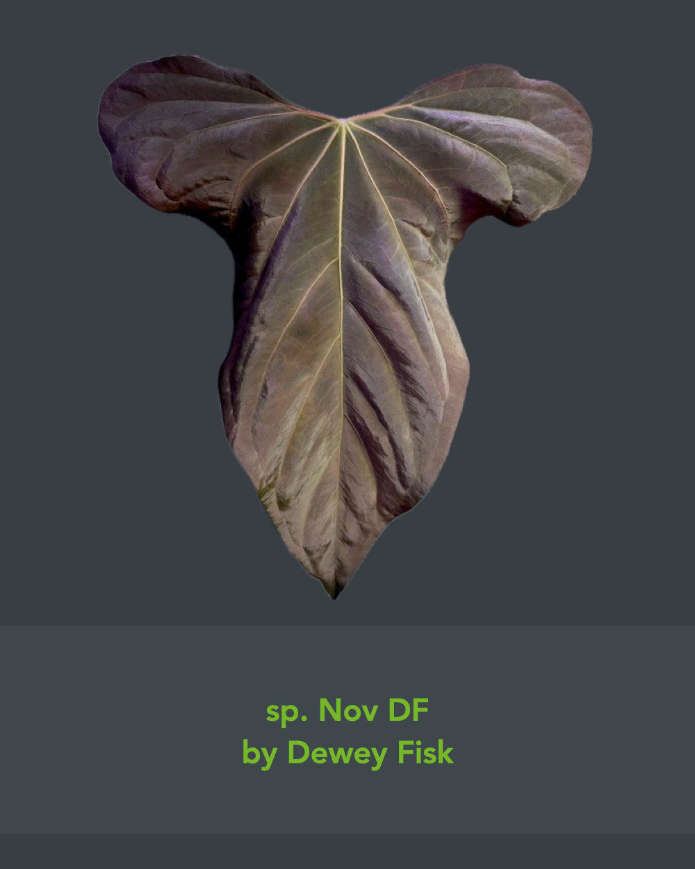 Anthurium sp. nov DF x papillilaminum Ralph Lynam S1