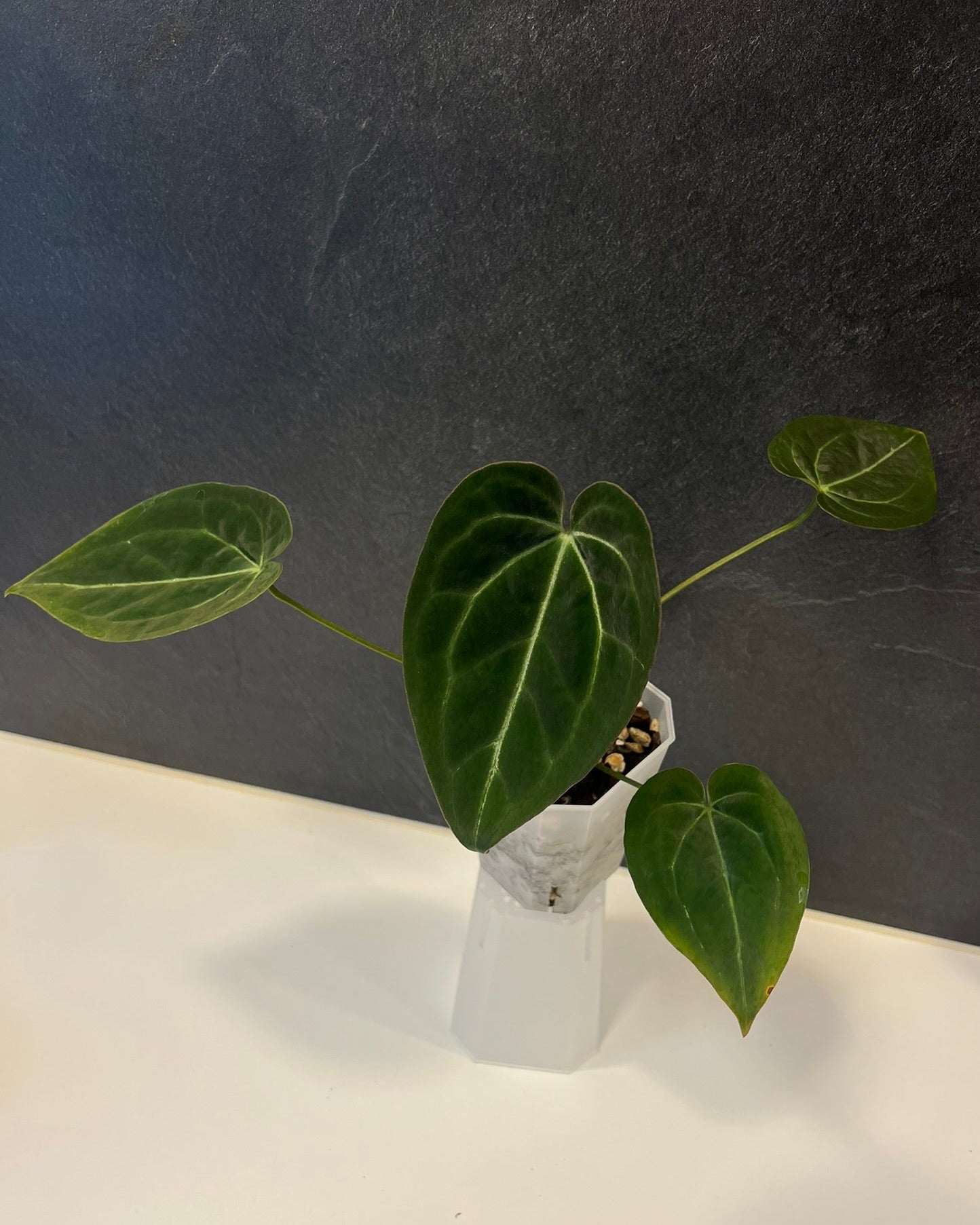 Anthurium Stripey x Odin