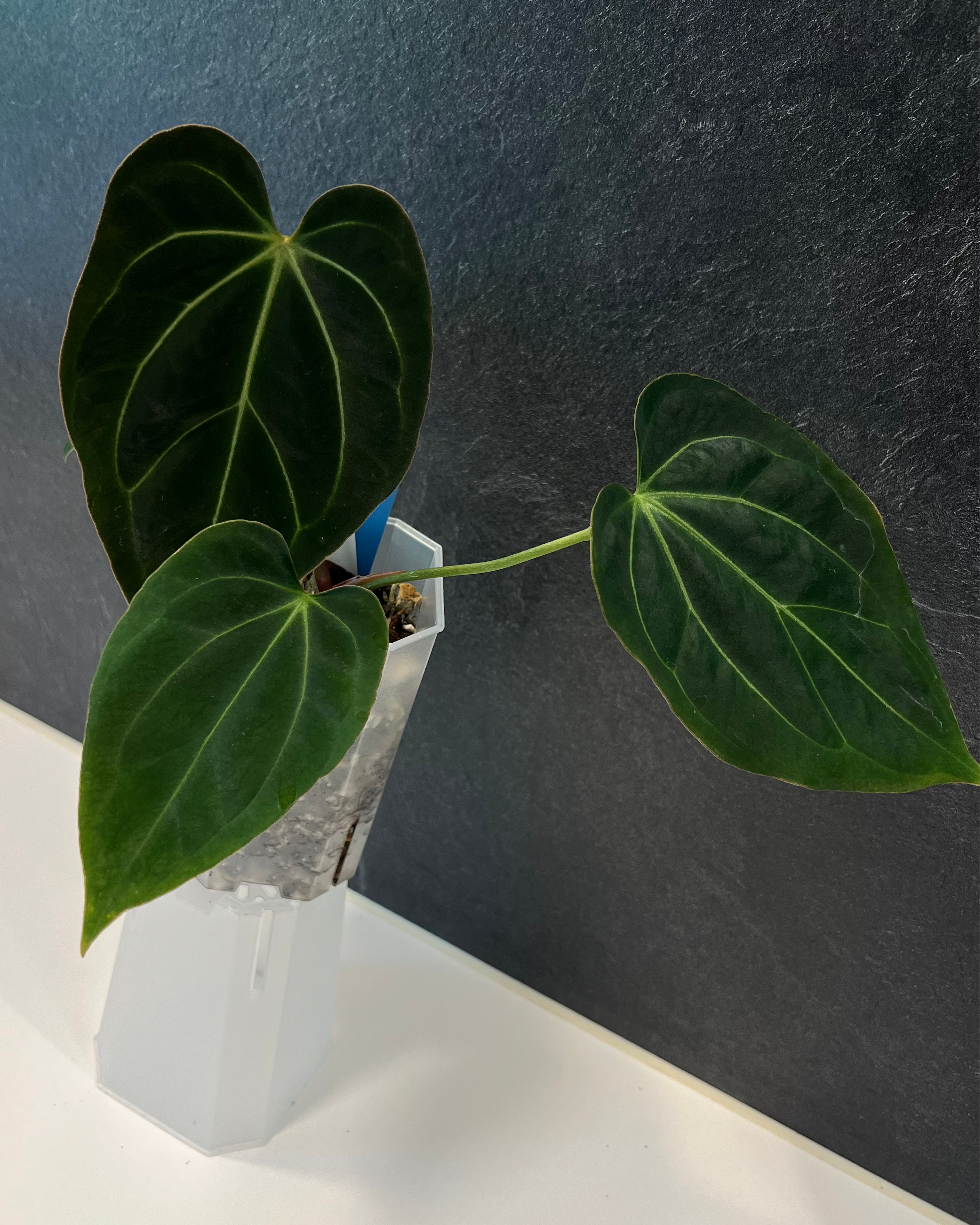 Anthurium (besseae aff Black x antolakii Round) x Odin