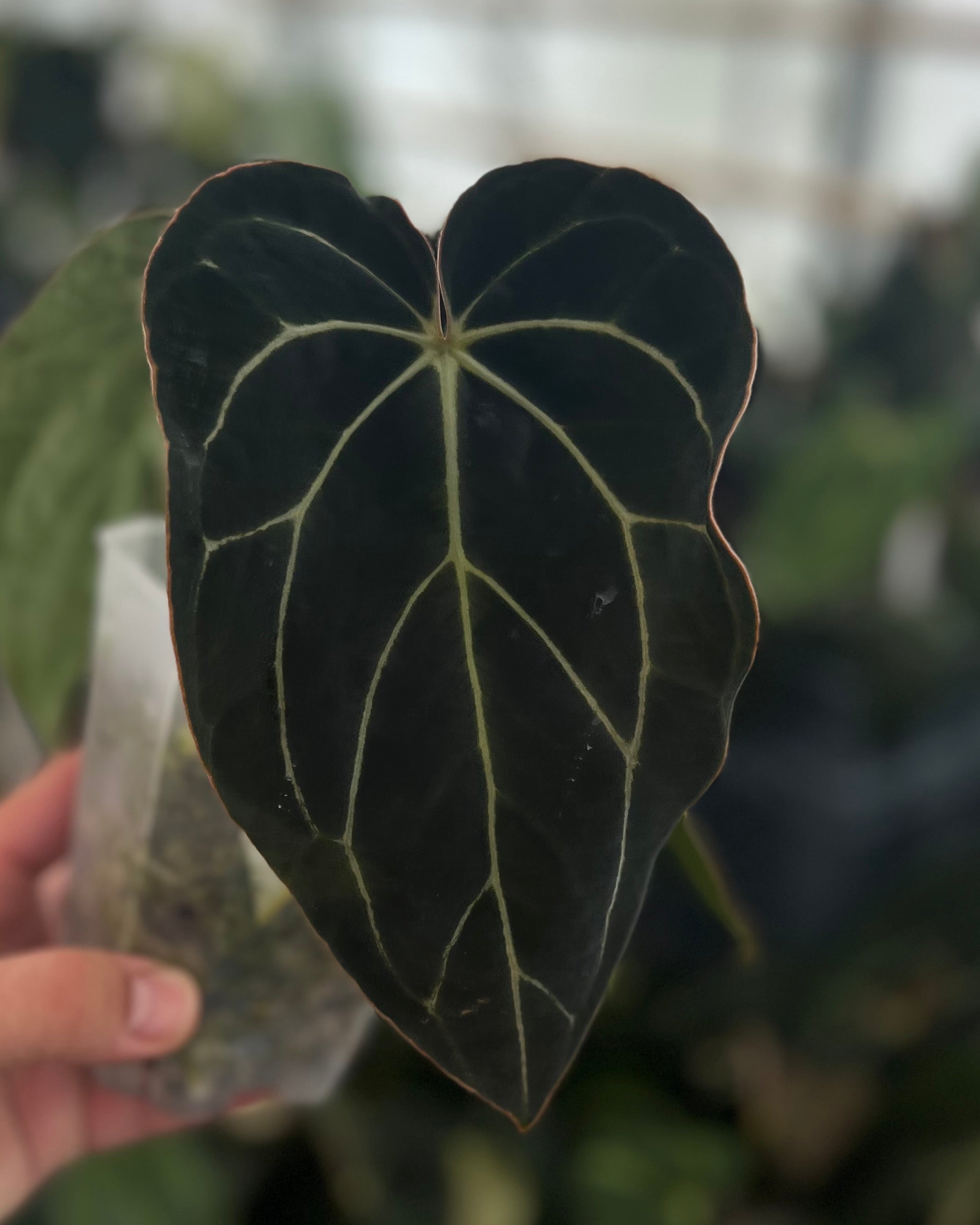 Anthurium carlablackiae District x Odin