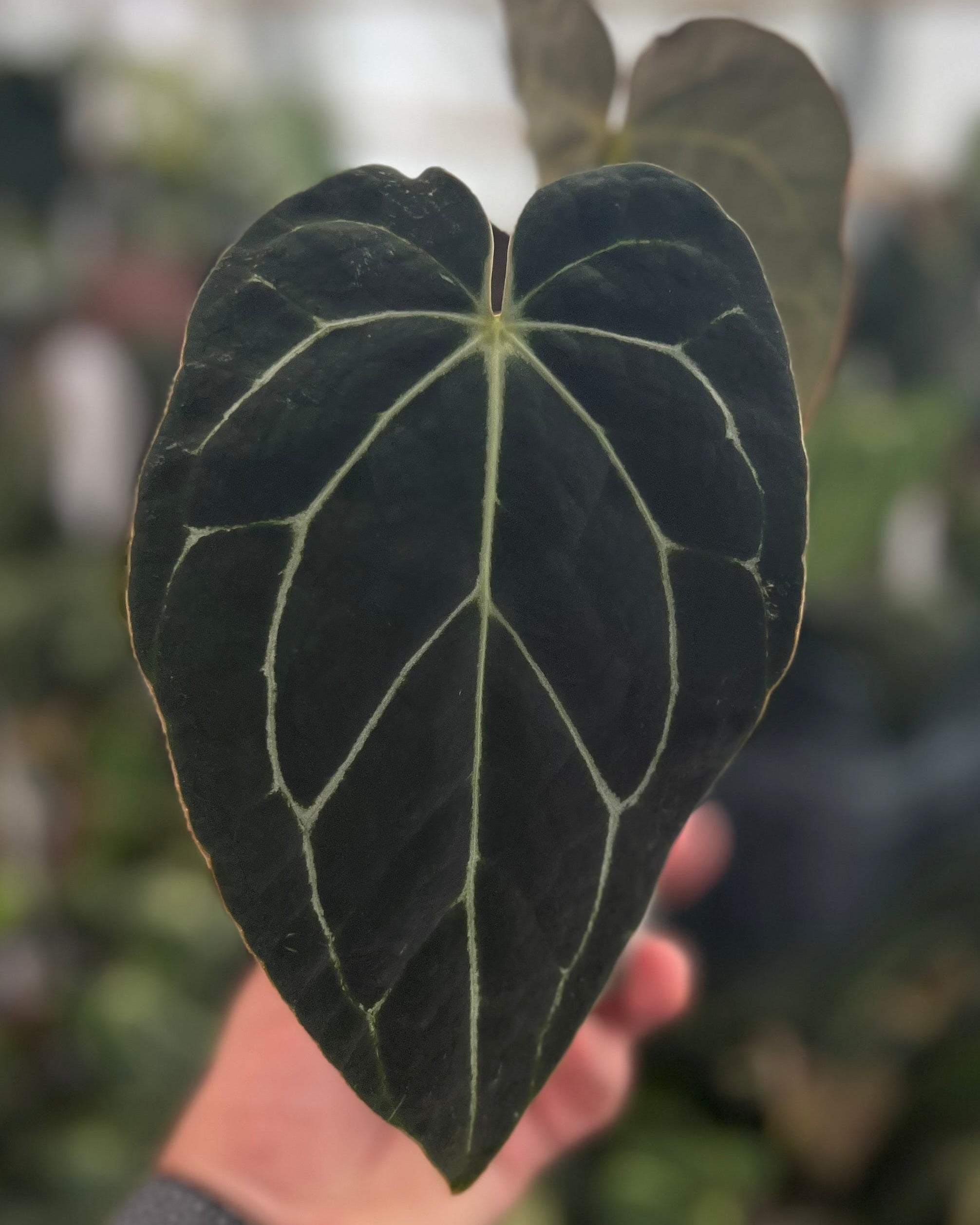 Anthurium carlablackiae District x Odin