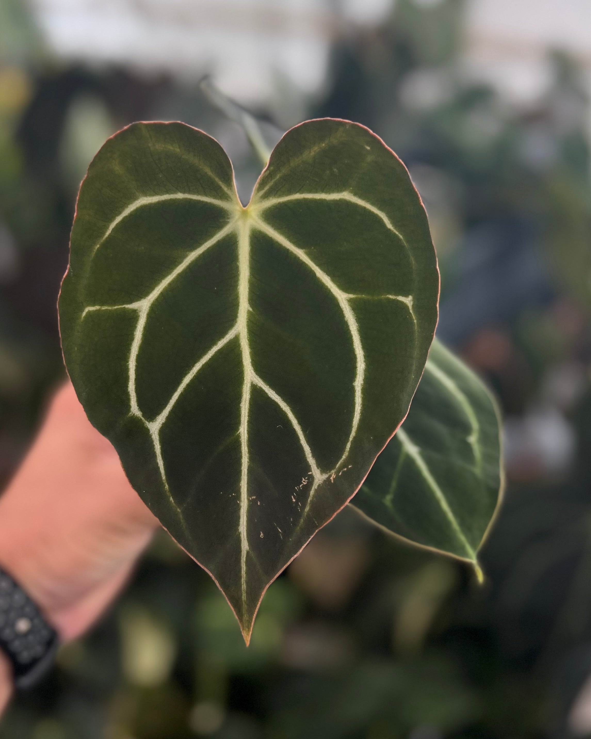 Anthurium carlablackiae District x Odin