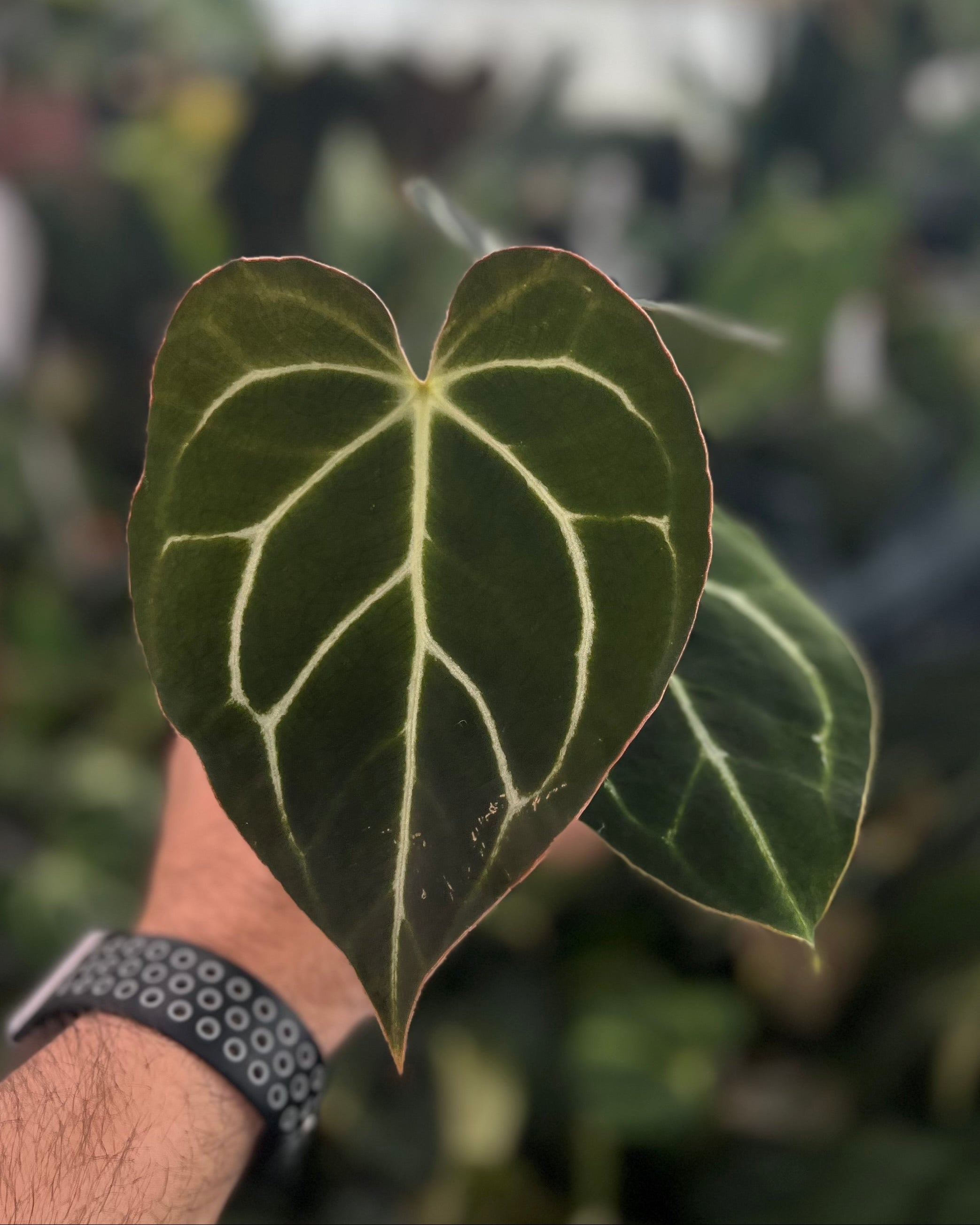 Anthurium carlablackiae District x Odin
