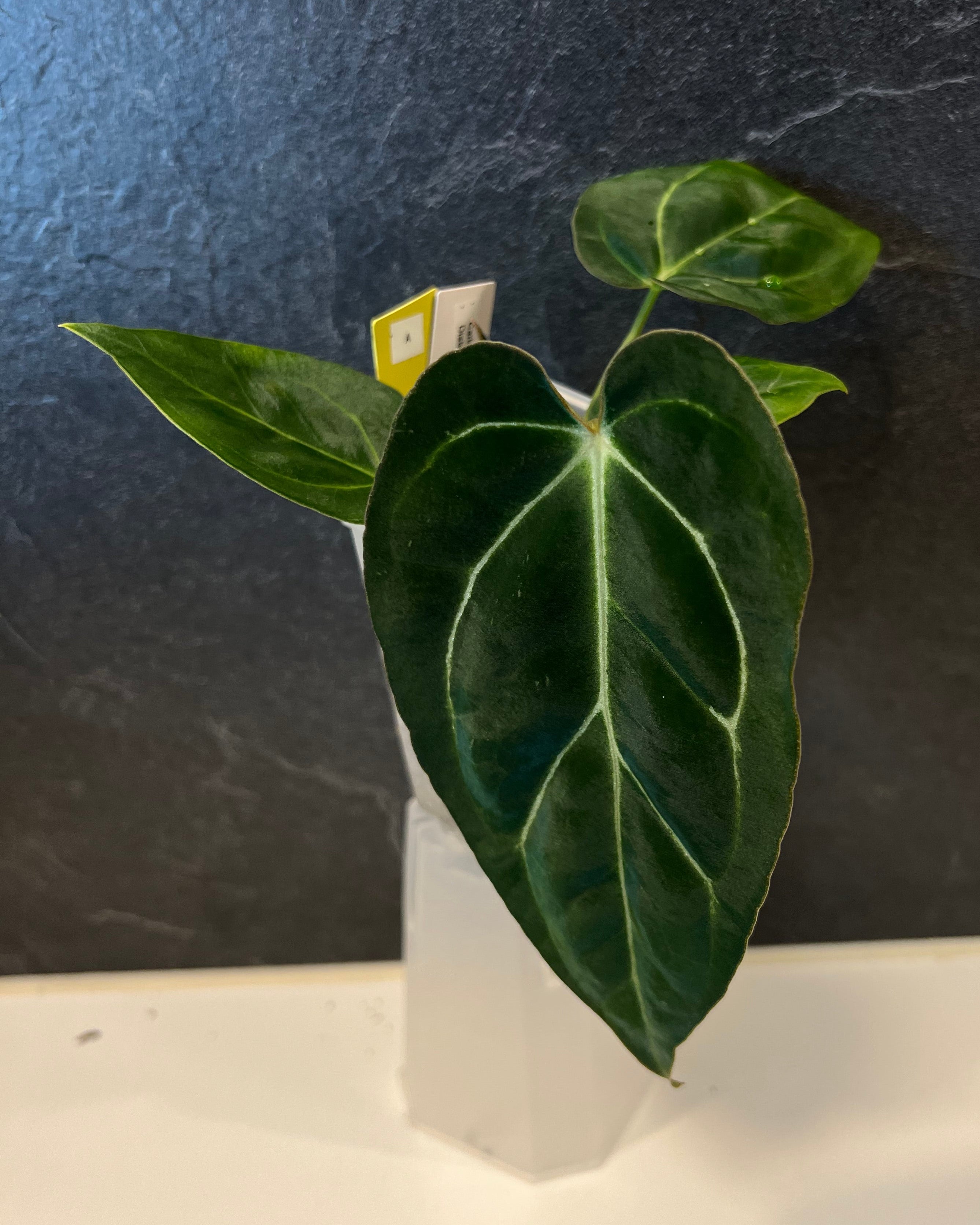 Anthurium carlablackiae District x Stripey