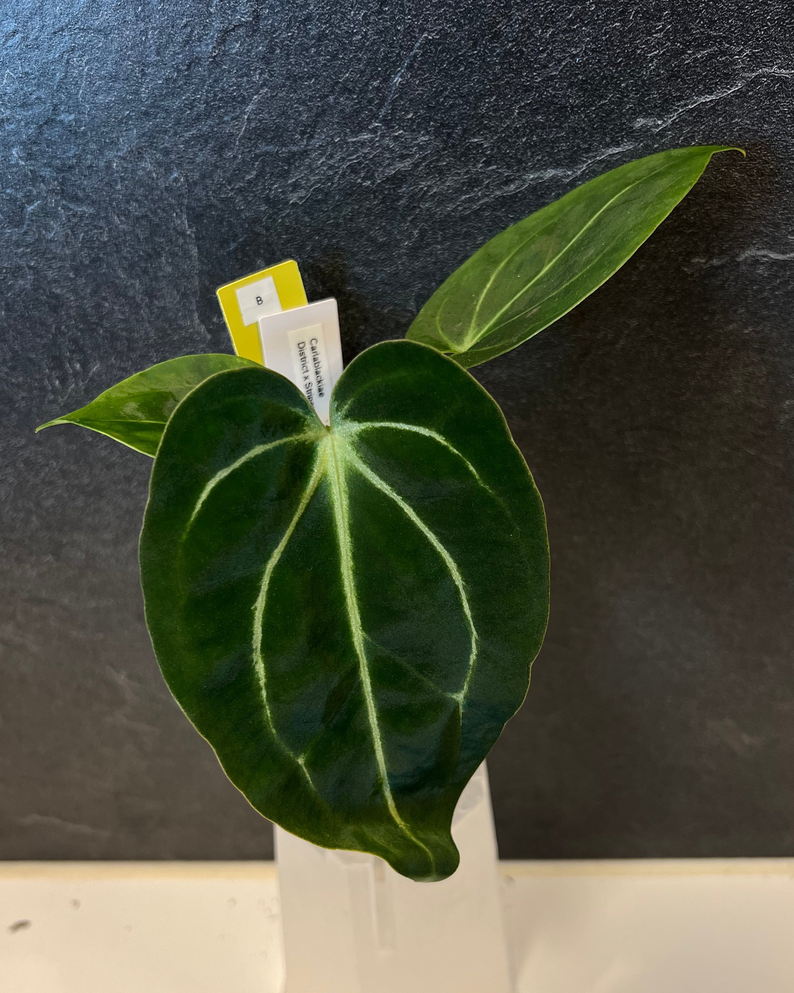 Anthurium carlablackiae District x Stripey