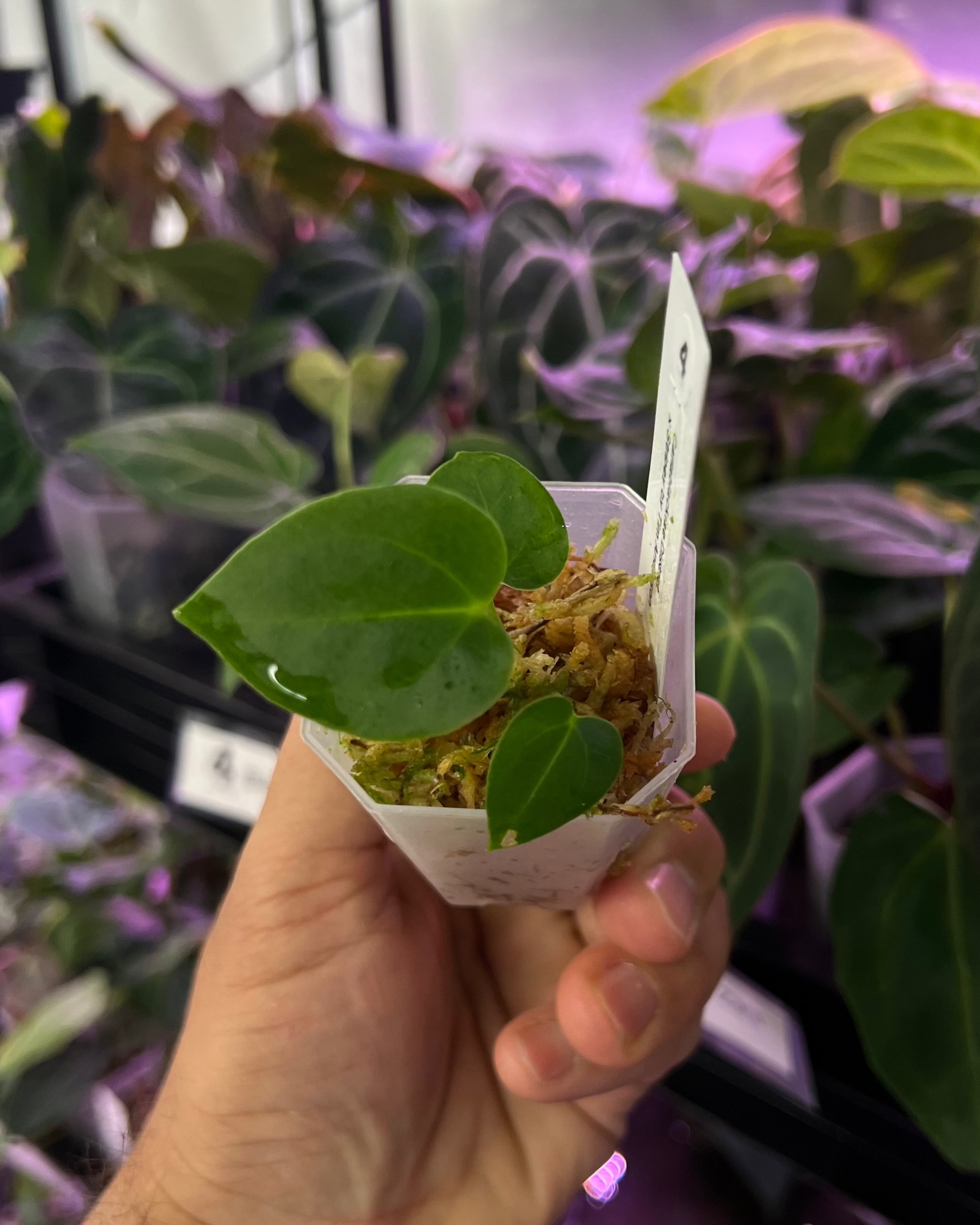 Anthurium carlablackiae District x Stripey