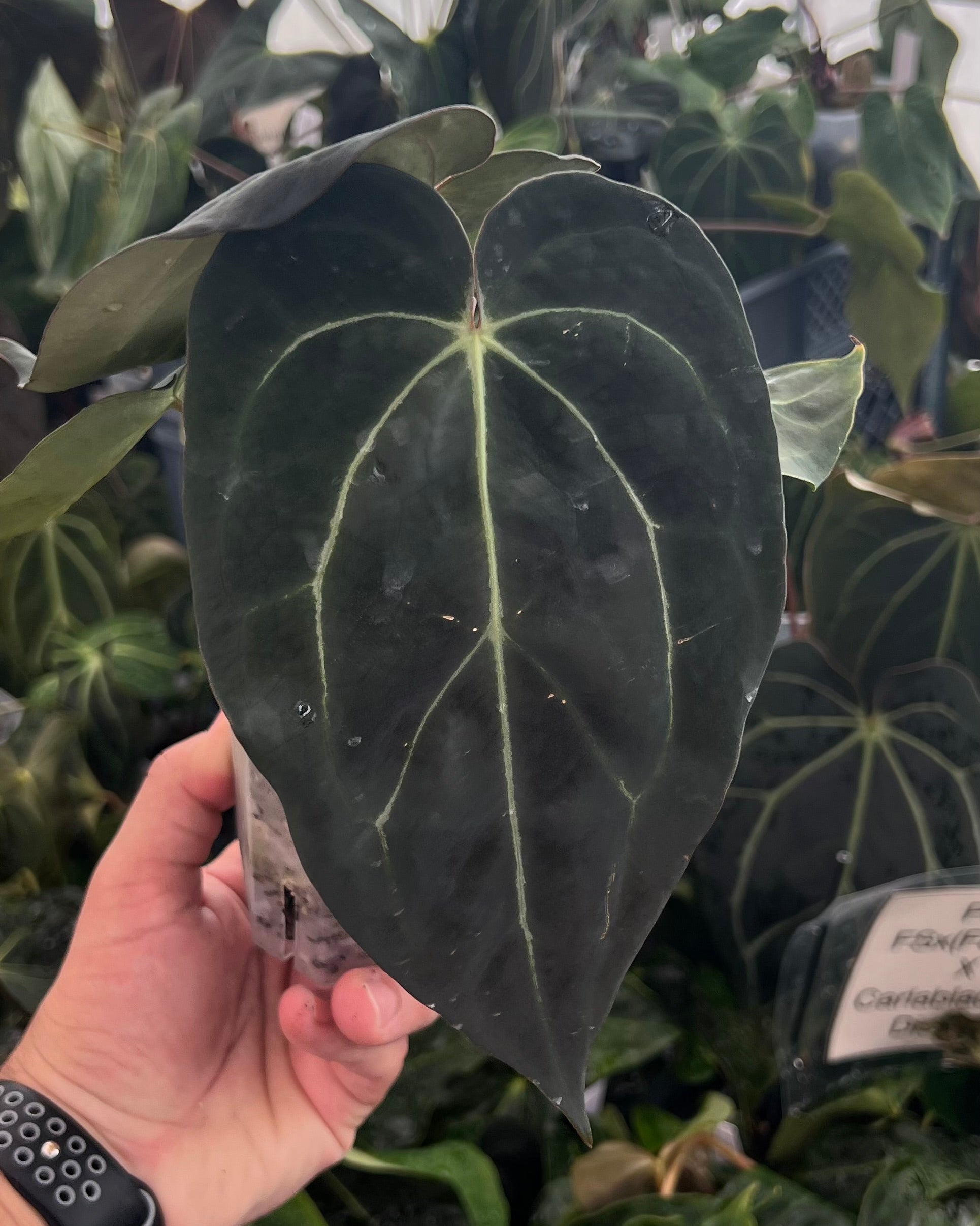 Anthurium carlablackiae District x Stripey