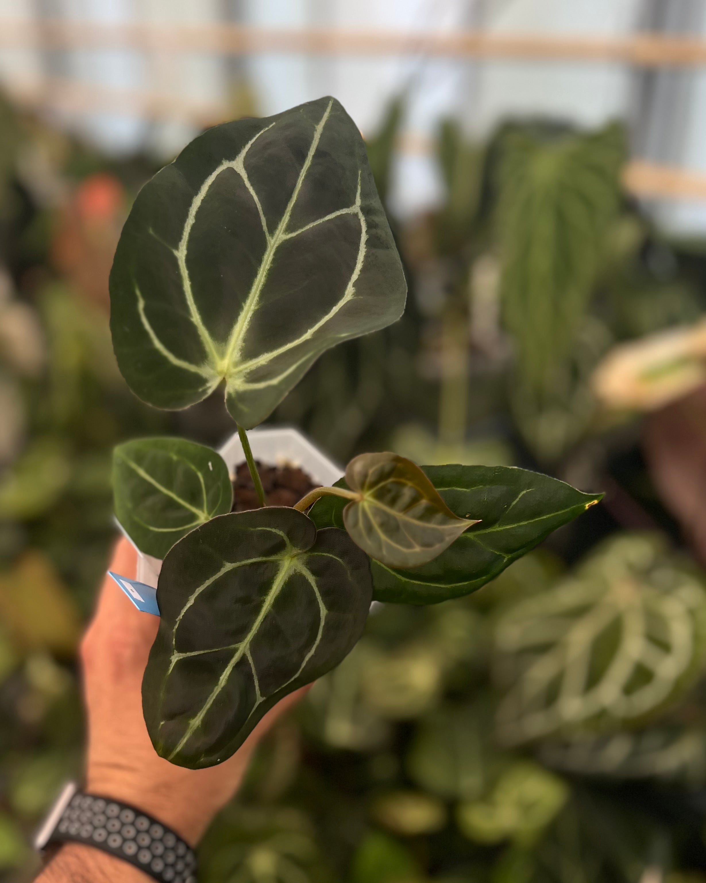 Anthurium carlablackiae District x Stripey