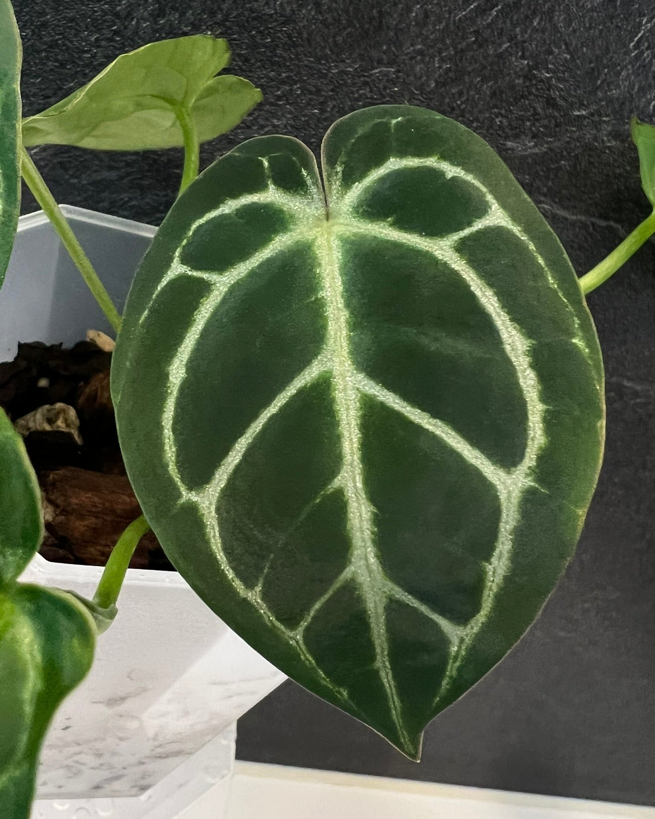 Anthurium Zara x Odin