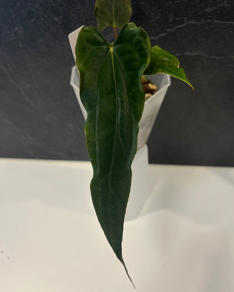 Anthurium papillilaminum Ralph Lynam x Fort Sherman