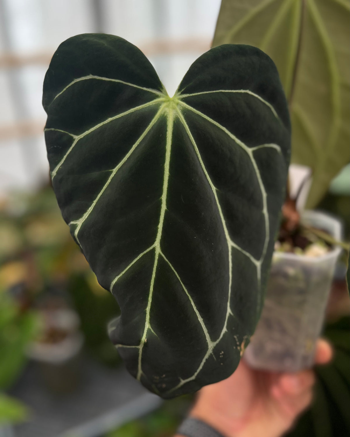Anthurium carlablackiae District x Odin