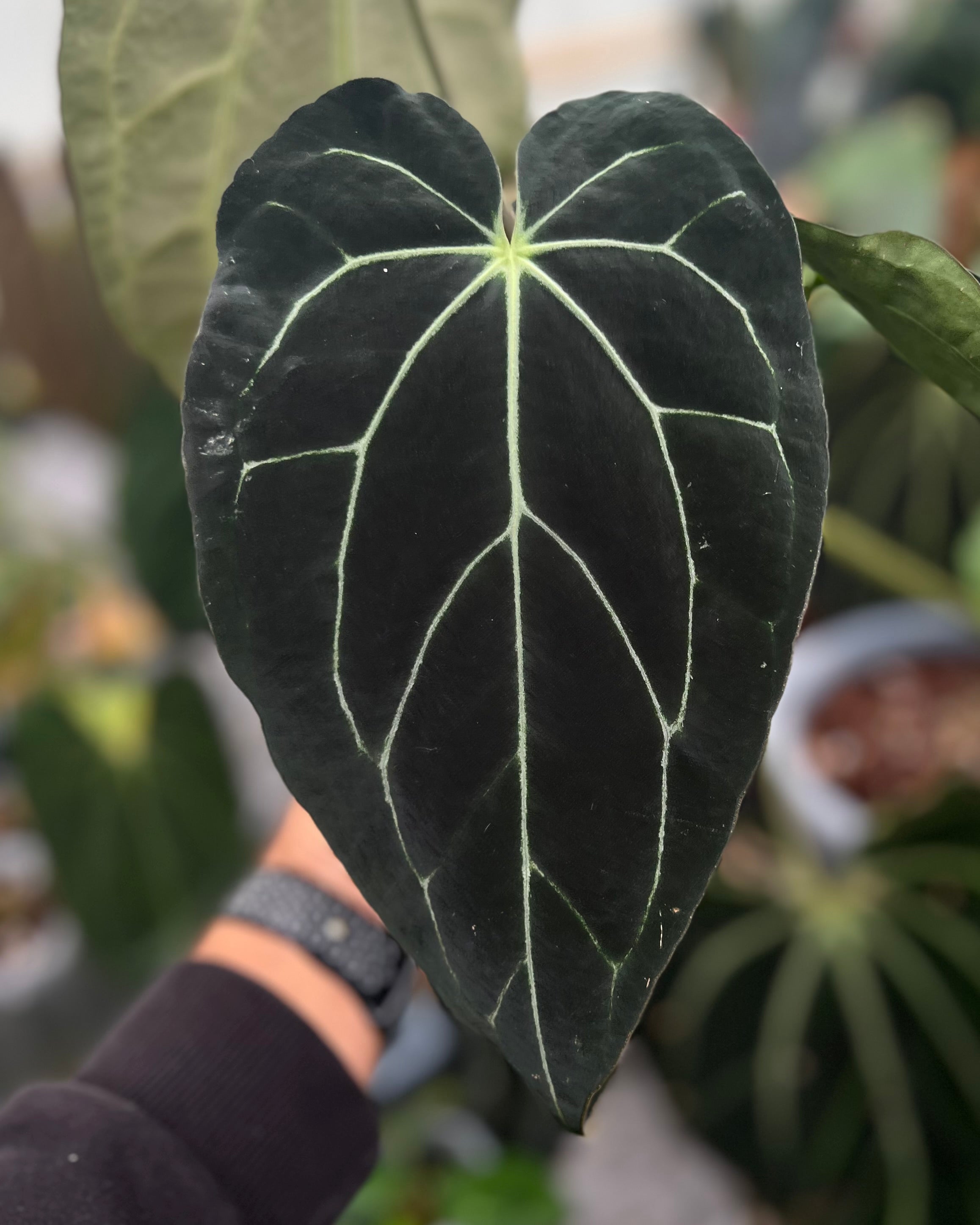 Anthurium carlablackiae District x Odin