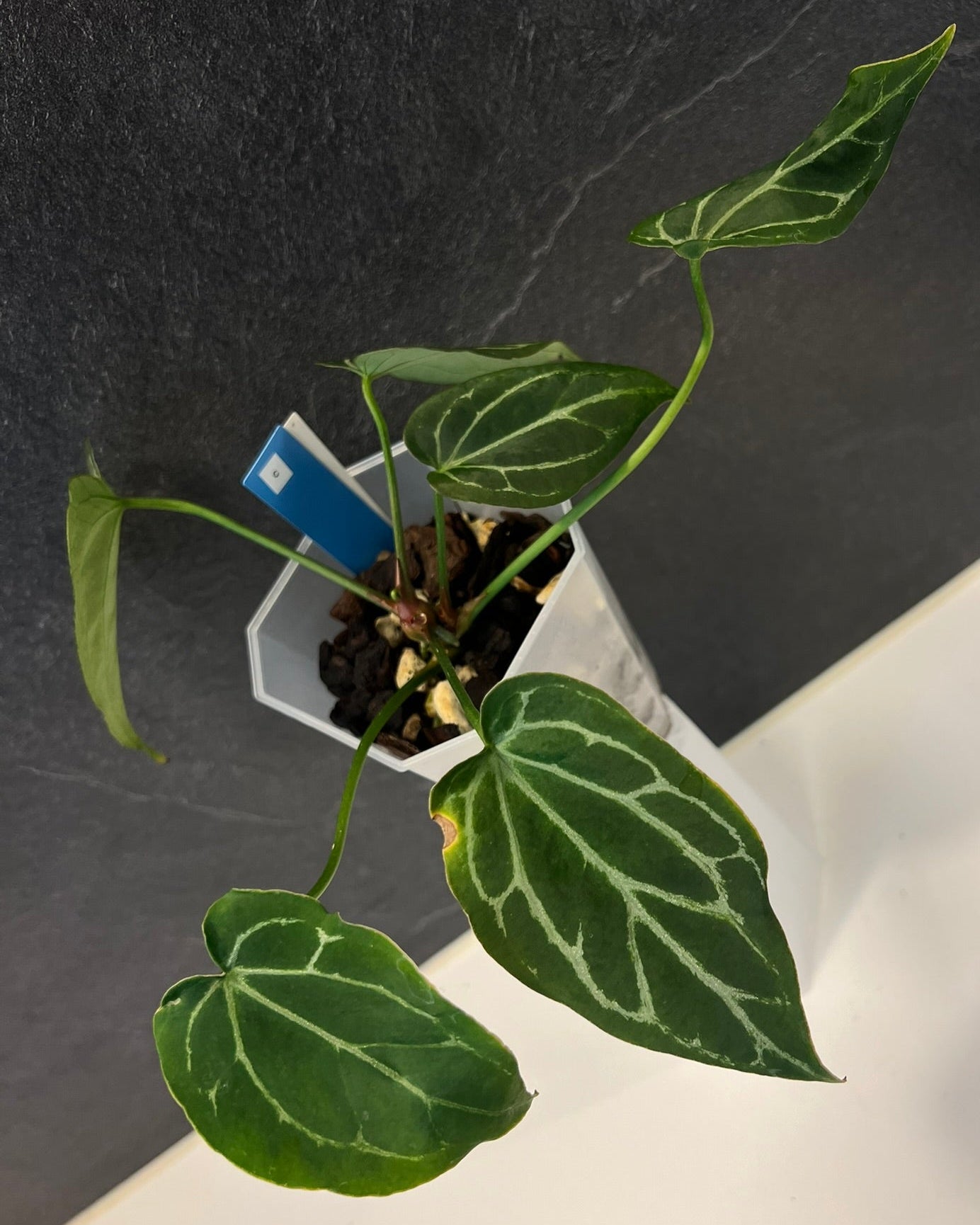 Anthurium Zara x Odin