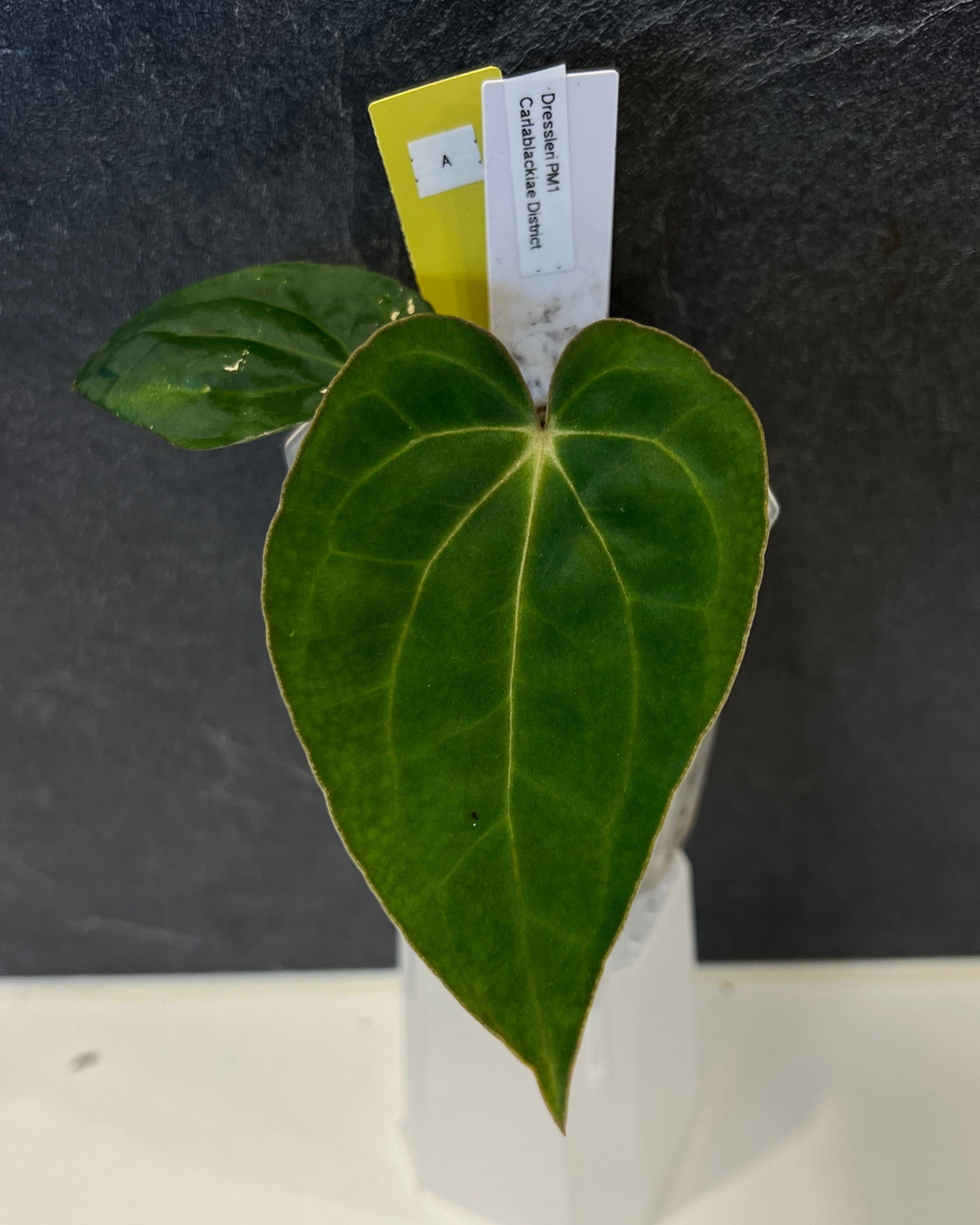 Anthurium dressleri PM1 x carlablackiae District