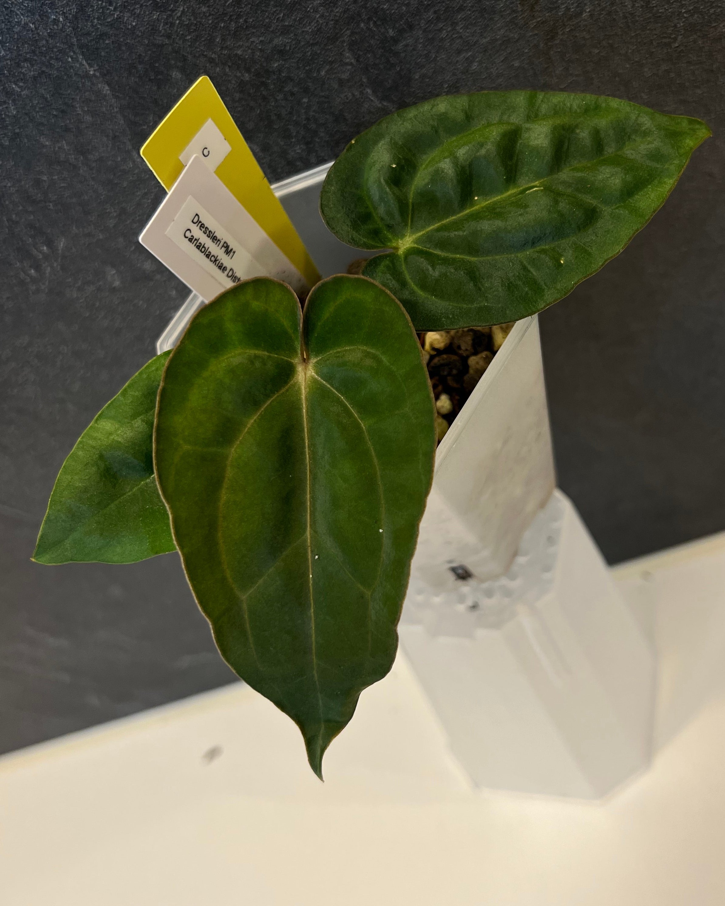Anthurium dressleri PM1 x carlablackiae District