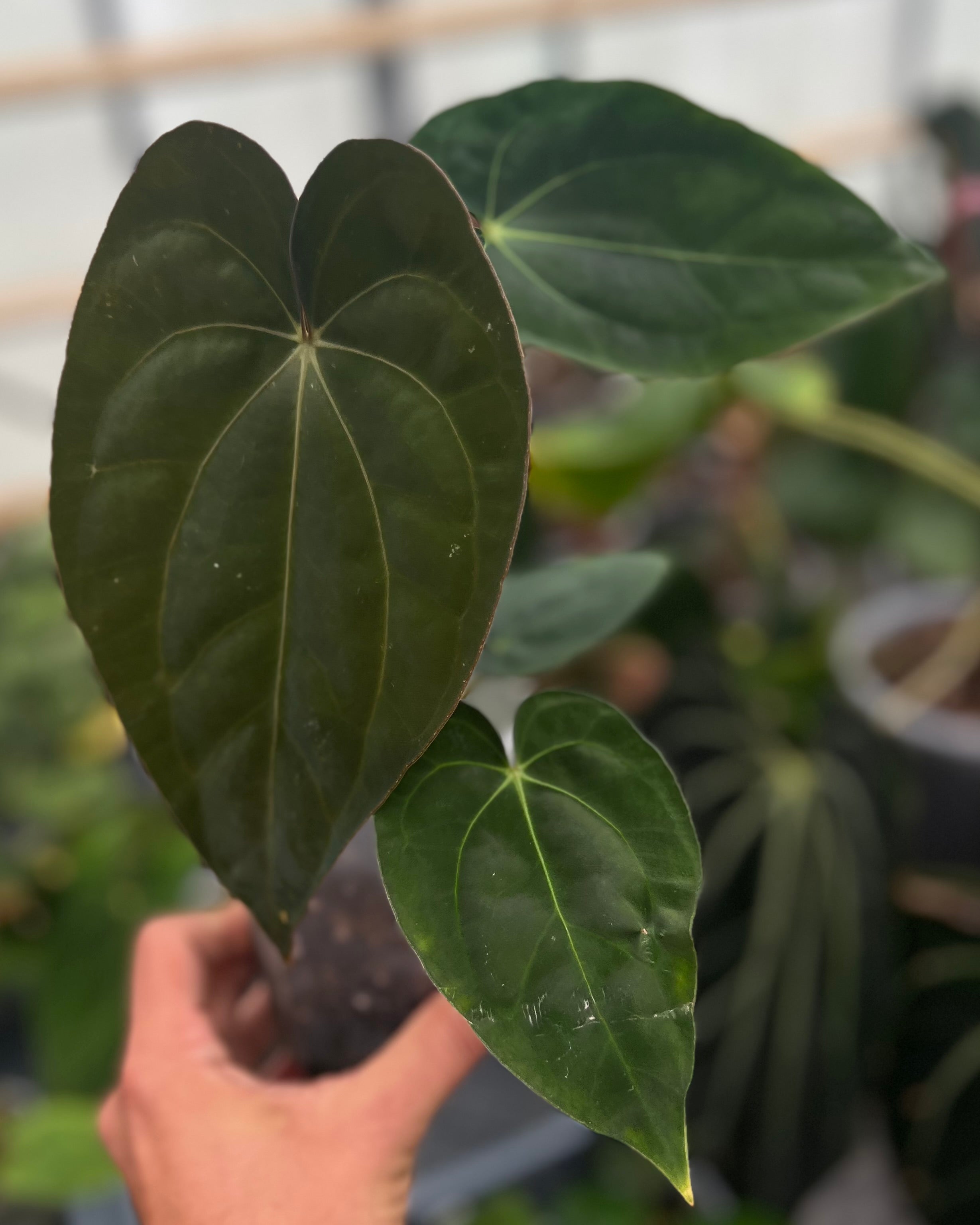Anthurium dressleri PM1 x carlablackiae District