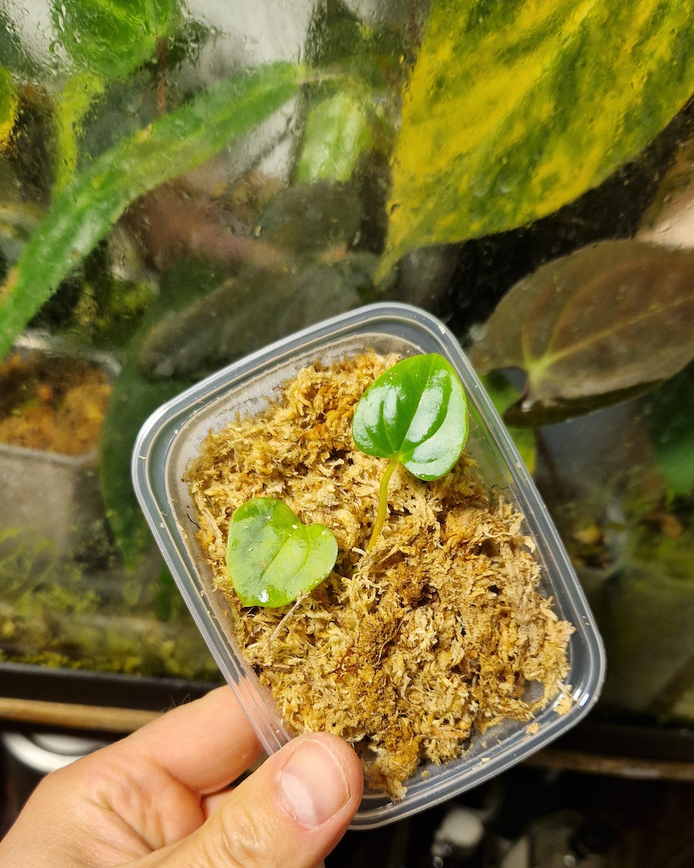 Anthurium dressleri T1 x kunayalense T1