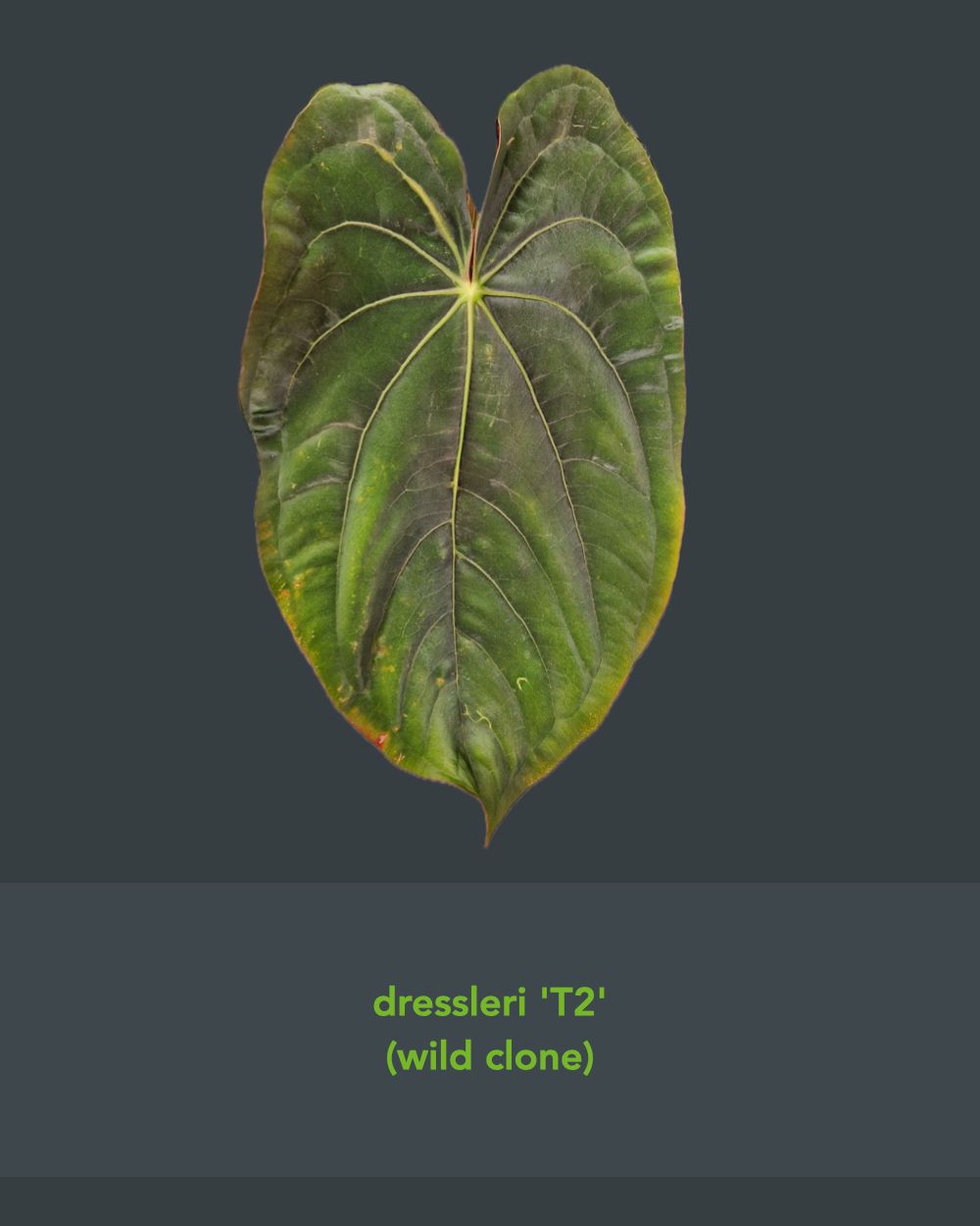 Anthurium dressleri T2 x T1