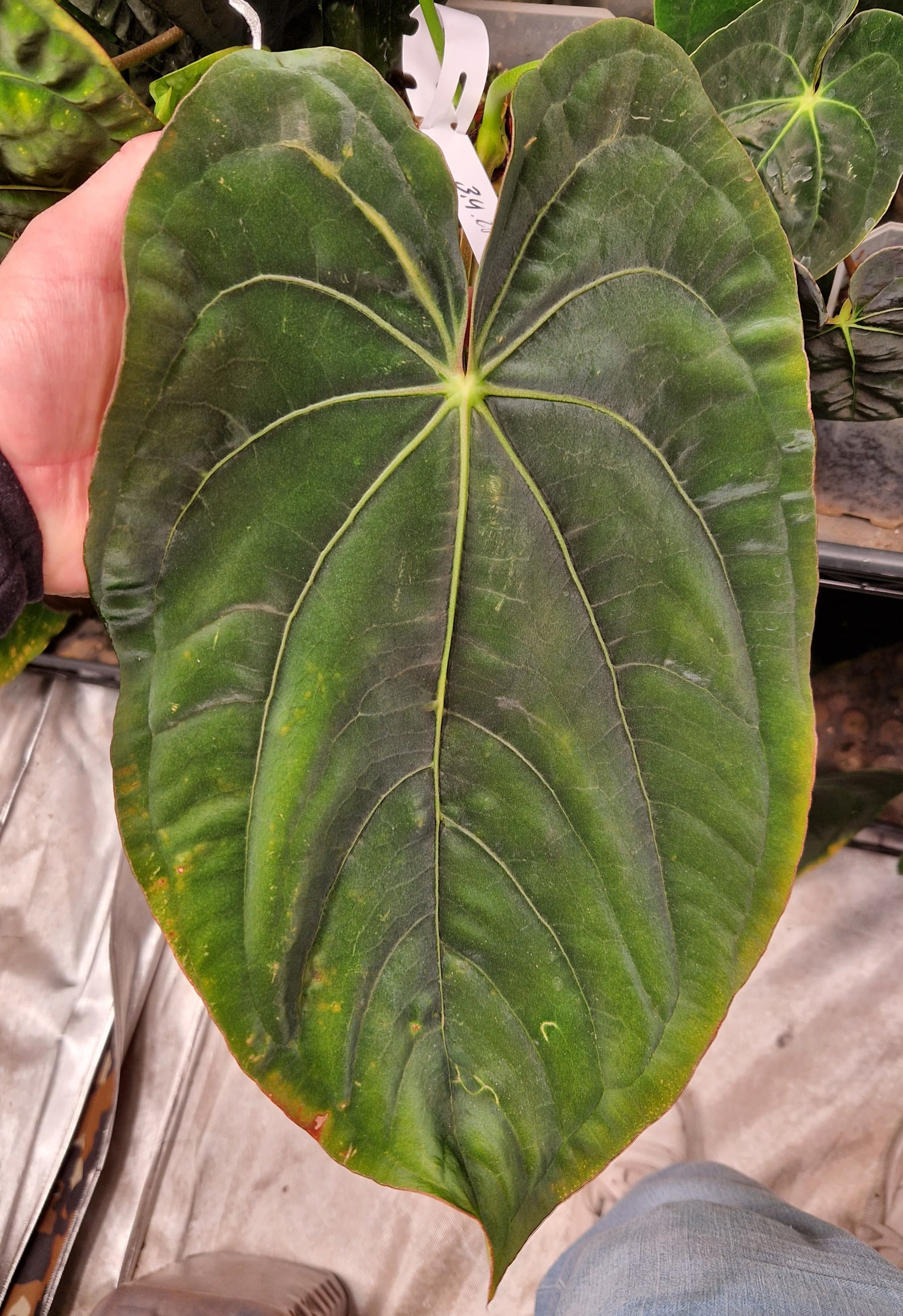 Anthurium dressleri T2 x T1