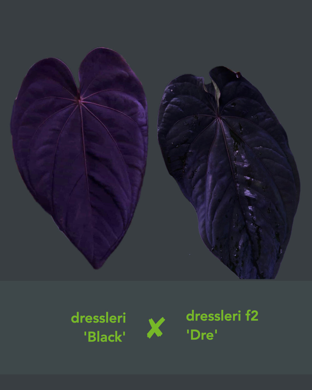Anthurium Dressleri Black x F2 Dre