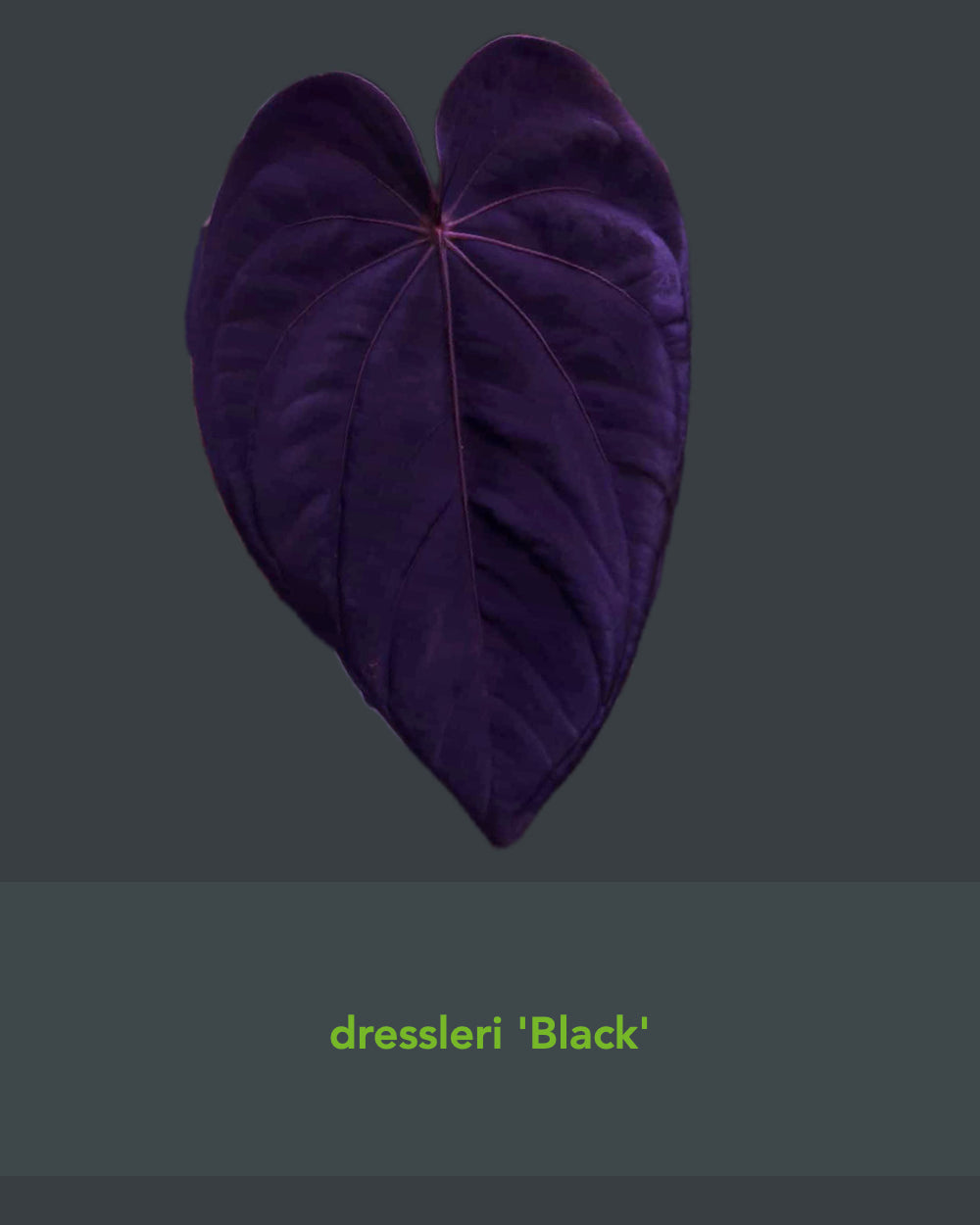 Anthurium Dressleri Black x F2 Dre