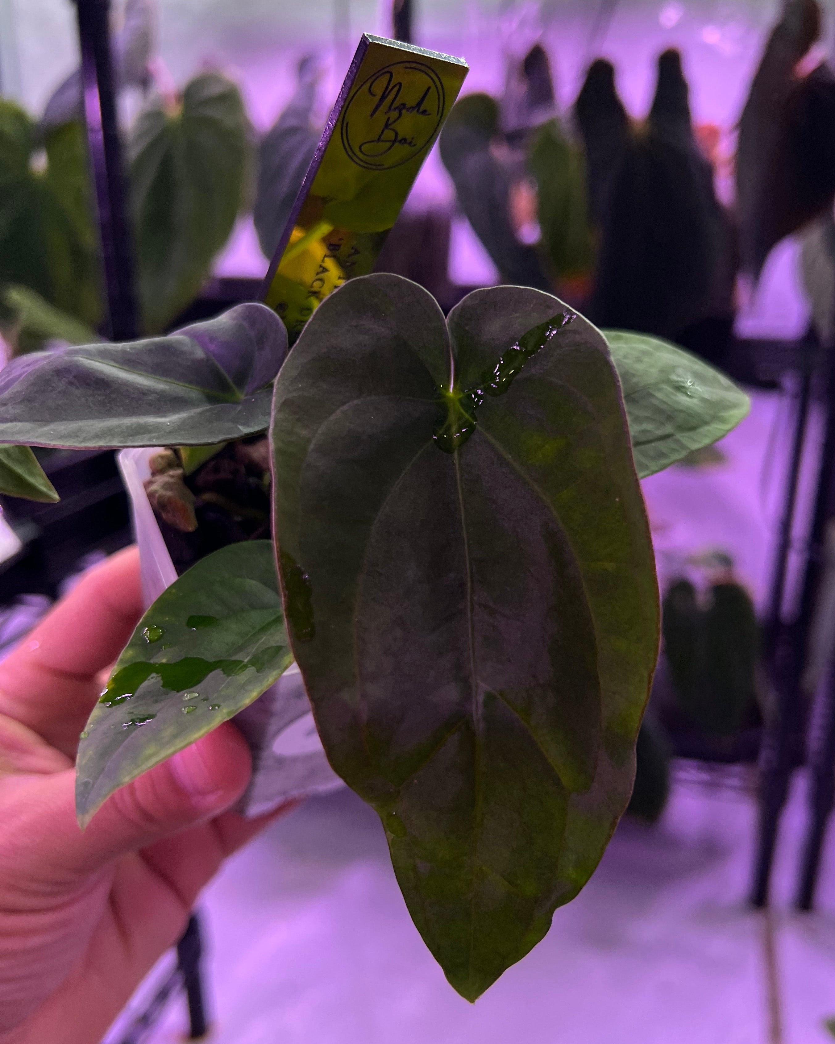Anthurium Dressleri Black x F2 Dre