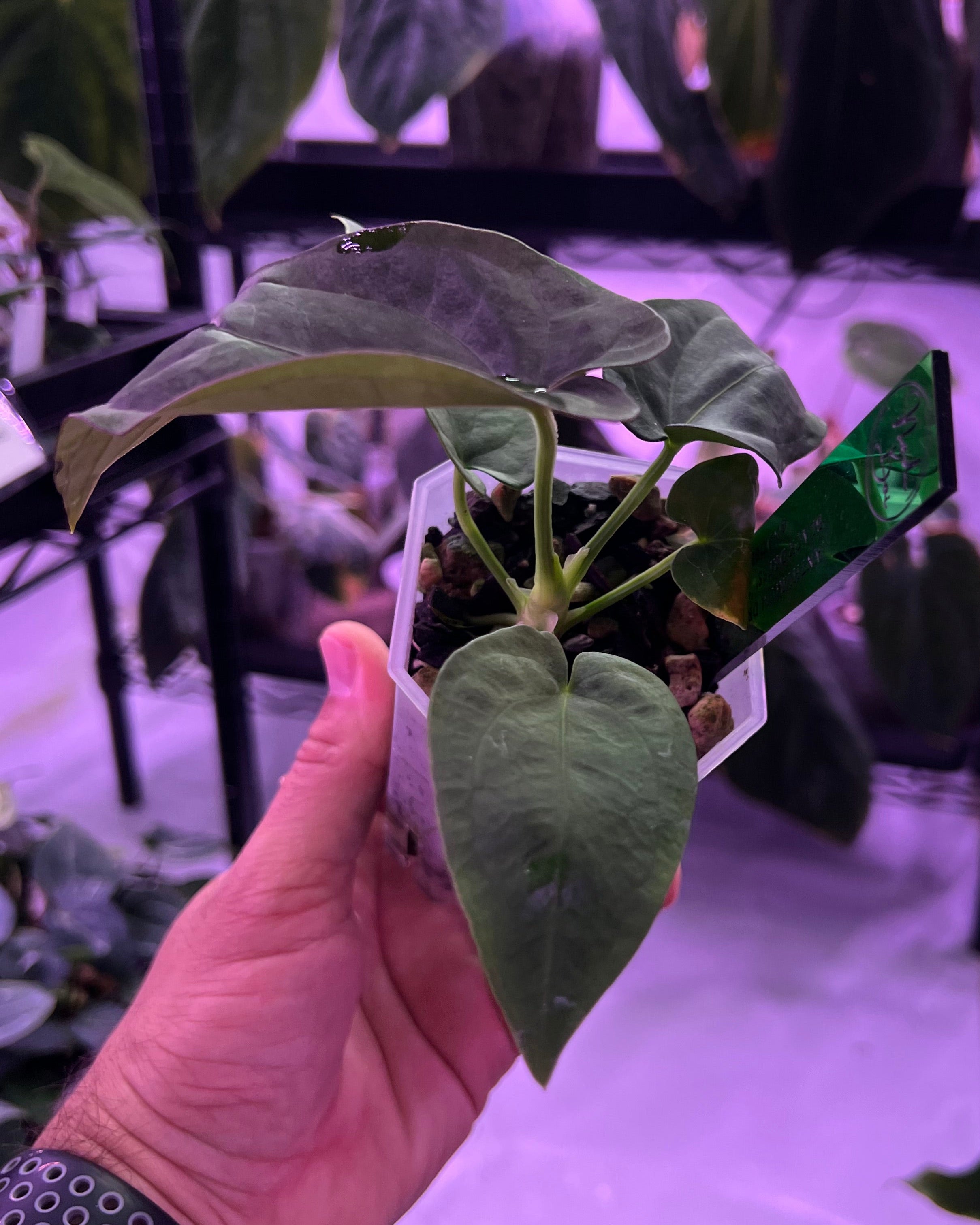 Anthurium Dressleri Black x F2 Dre