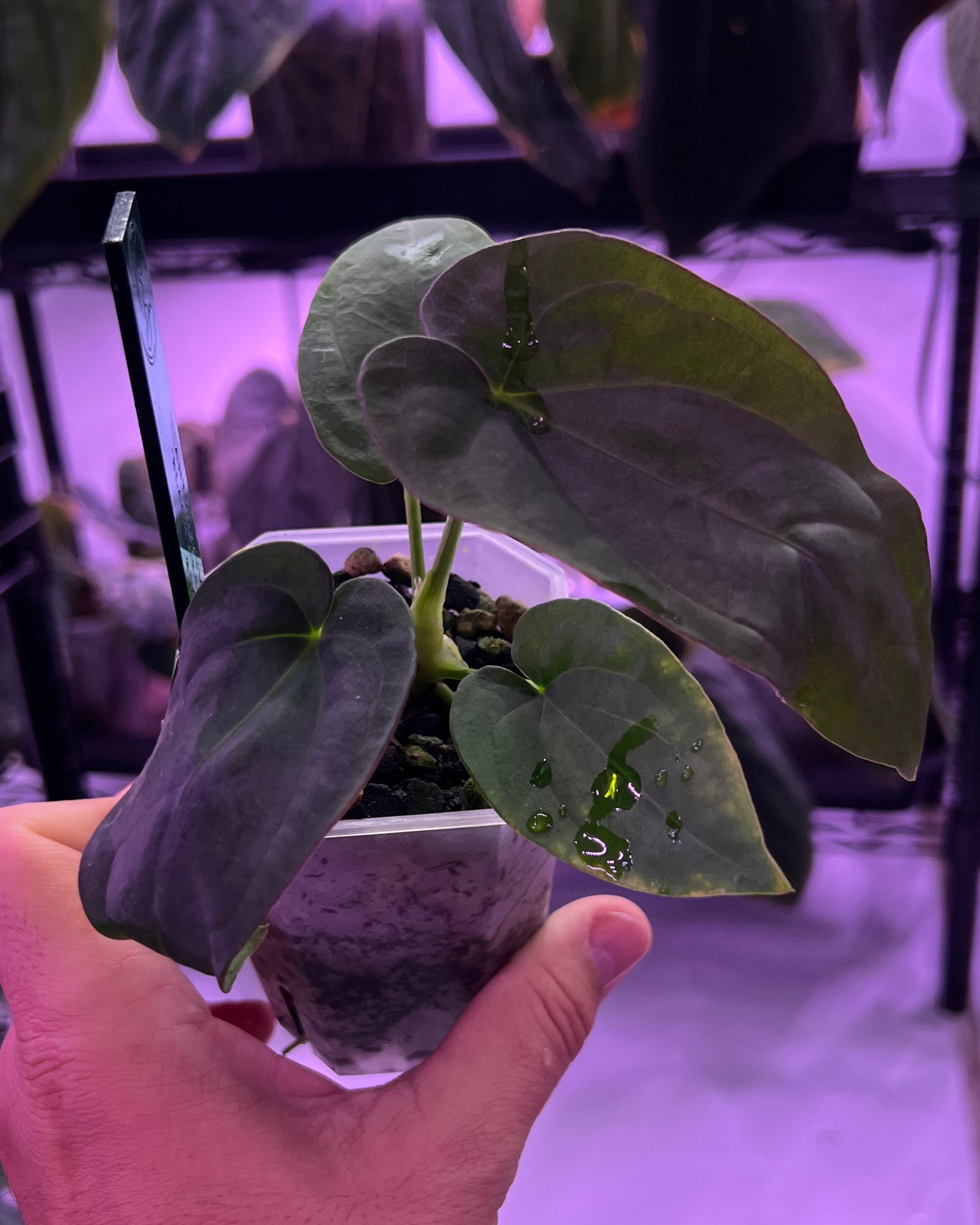 Anthurium Dressleri Black x F2 Dre