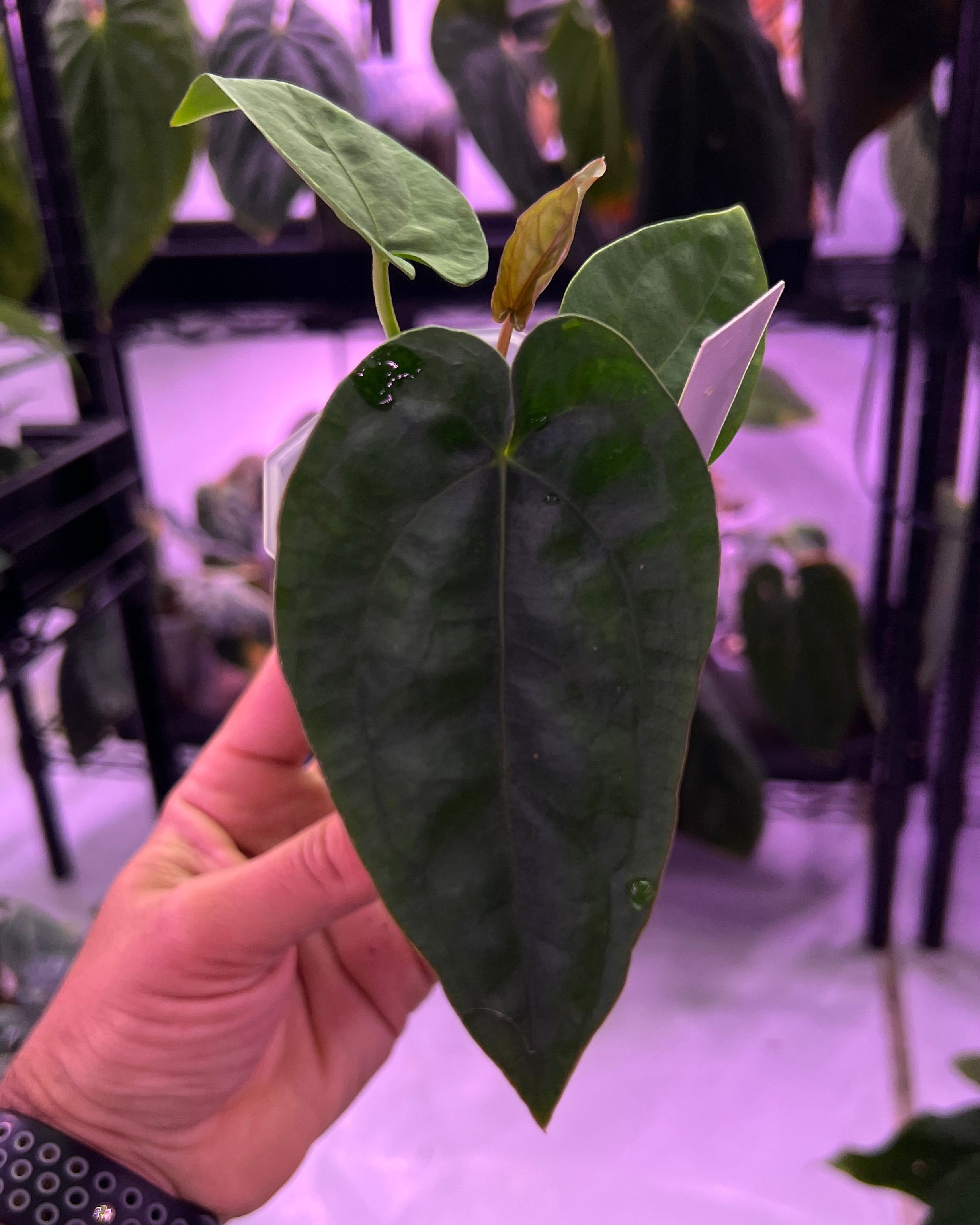 Anthurium dressleri F2 Dwane x F2 Dre