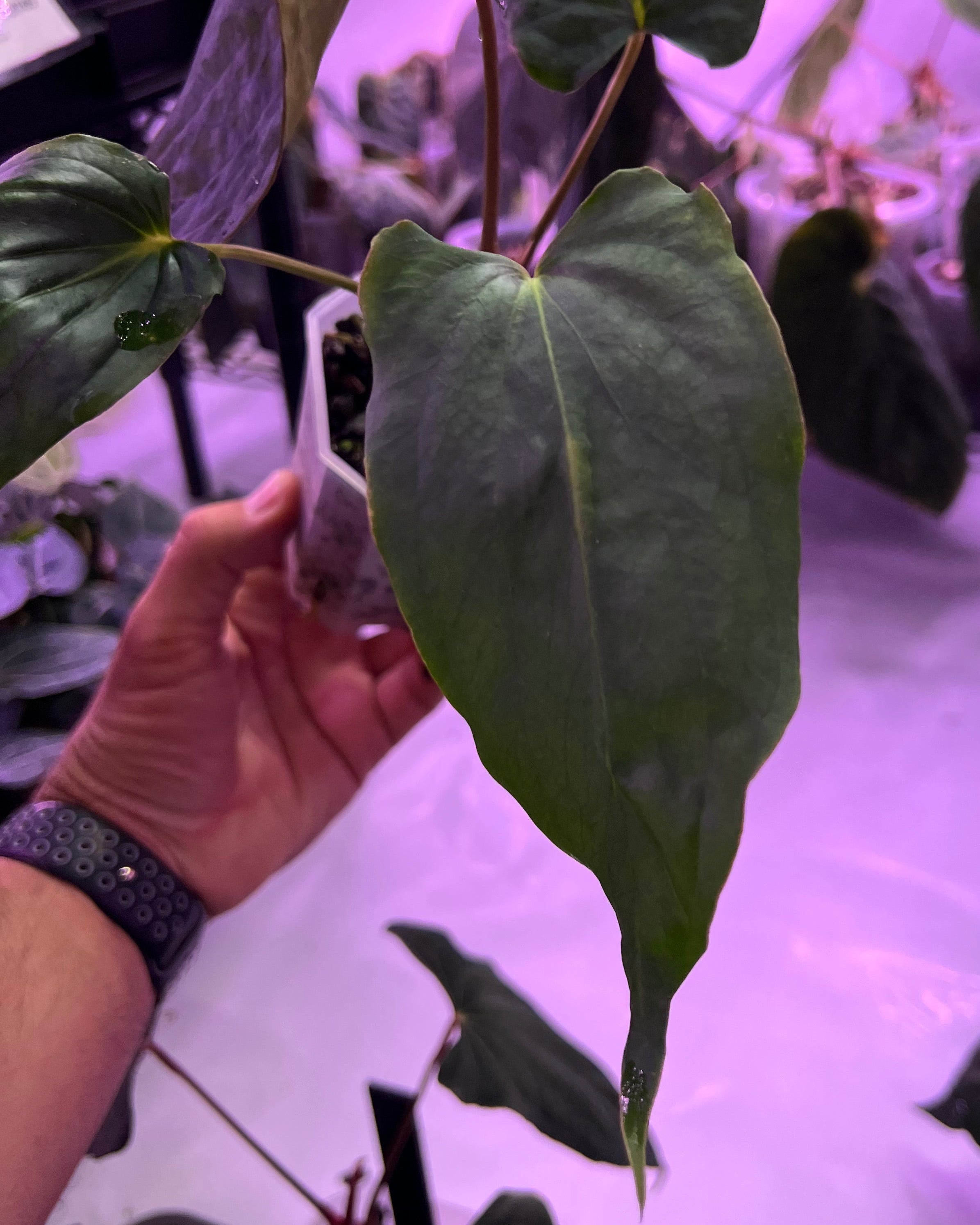 Anthurium papillilaminum Ralph Lynam x antolakii Purple Rain