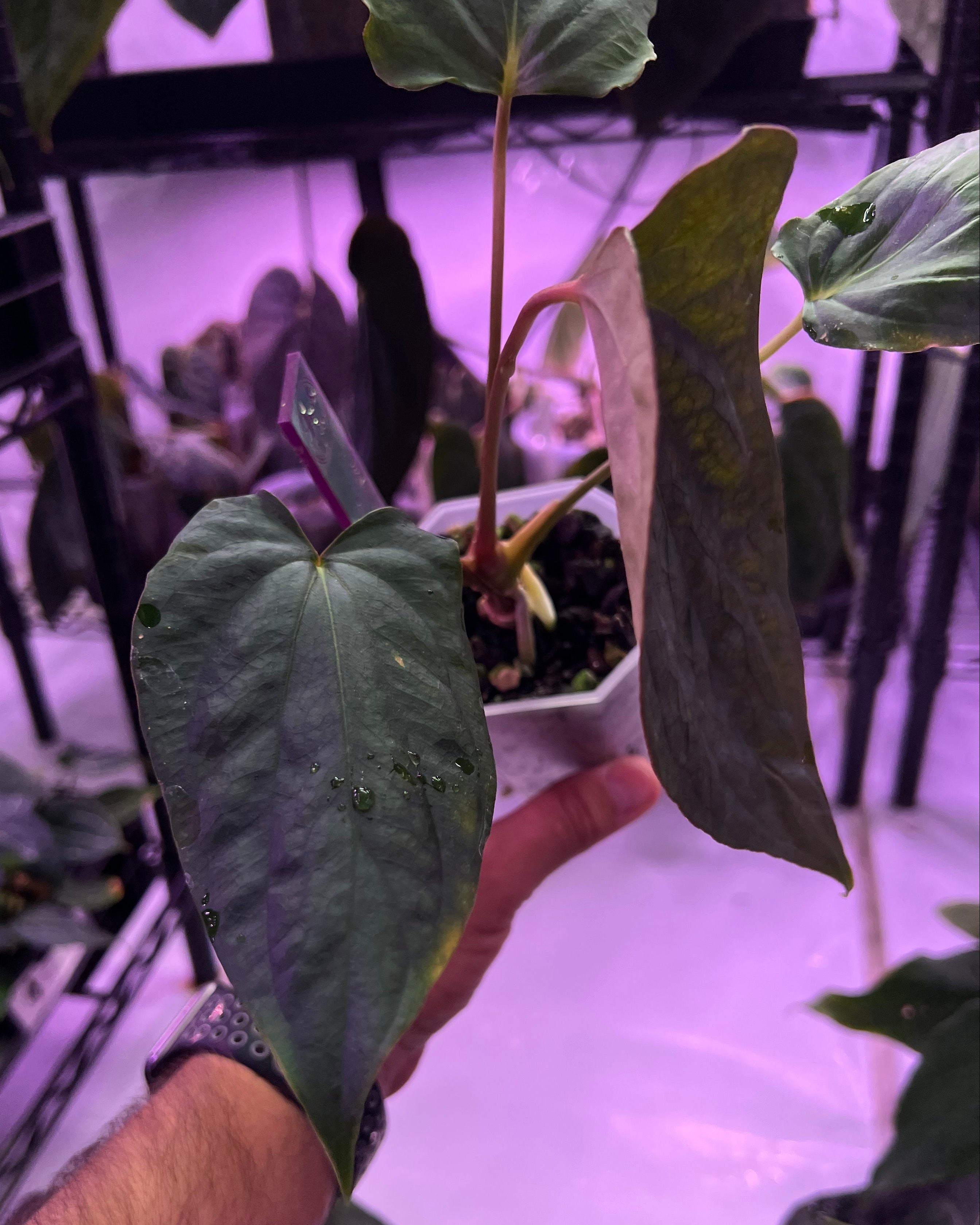 Anthurium papillilaminum Ralph Lynam x antolakii Purple Rain