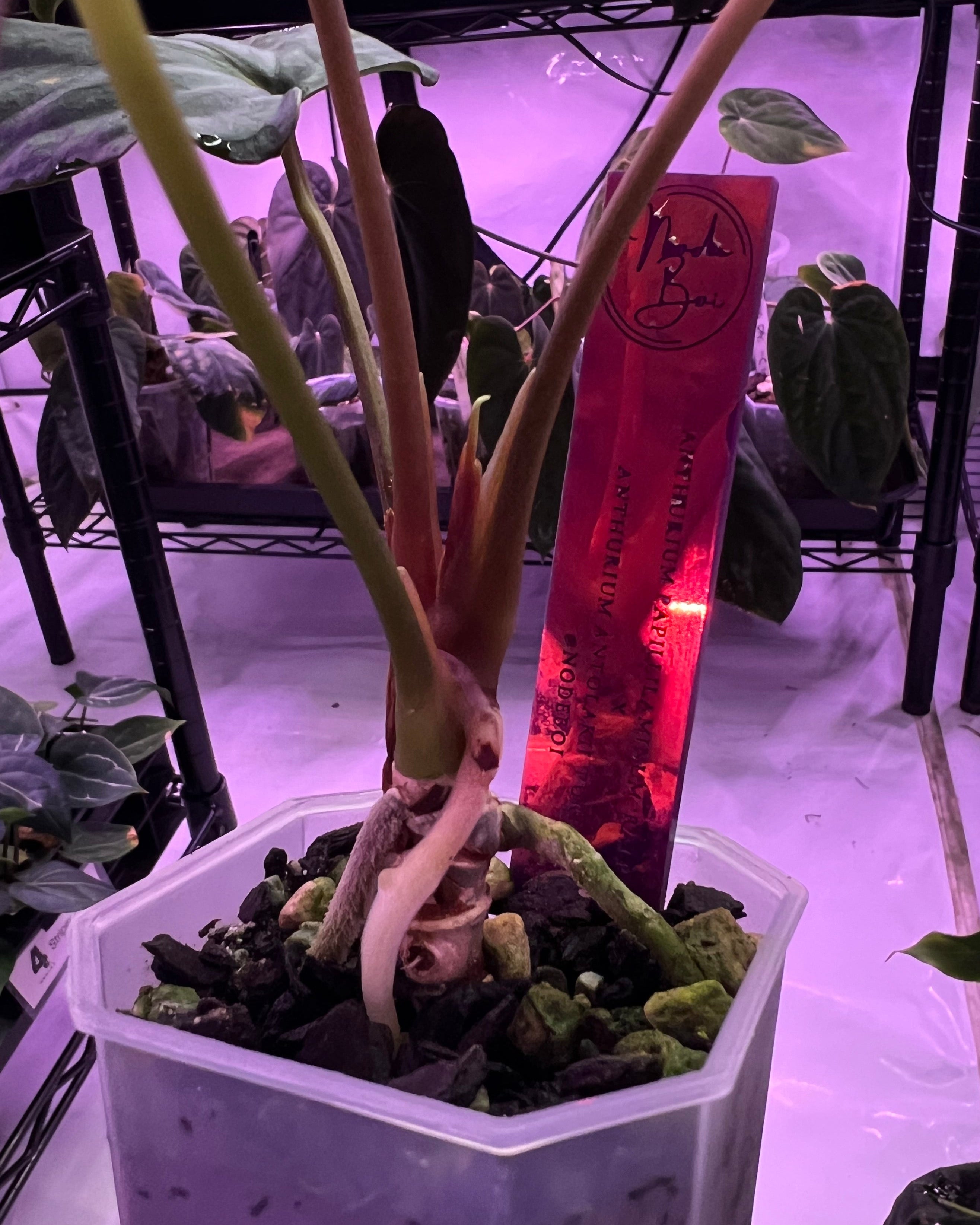 Anthurium papillilaminum Ralph Lynam x antolakii Purple Rain